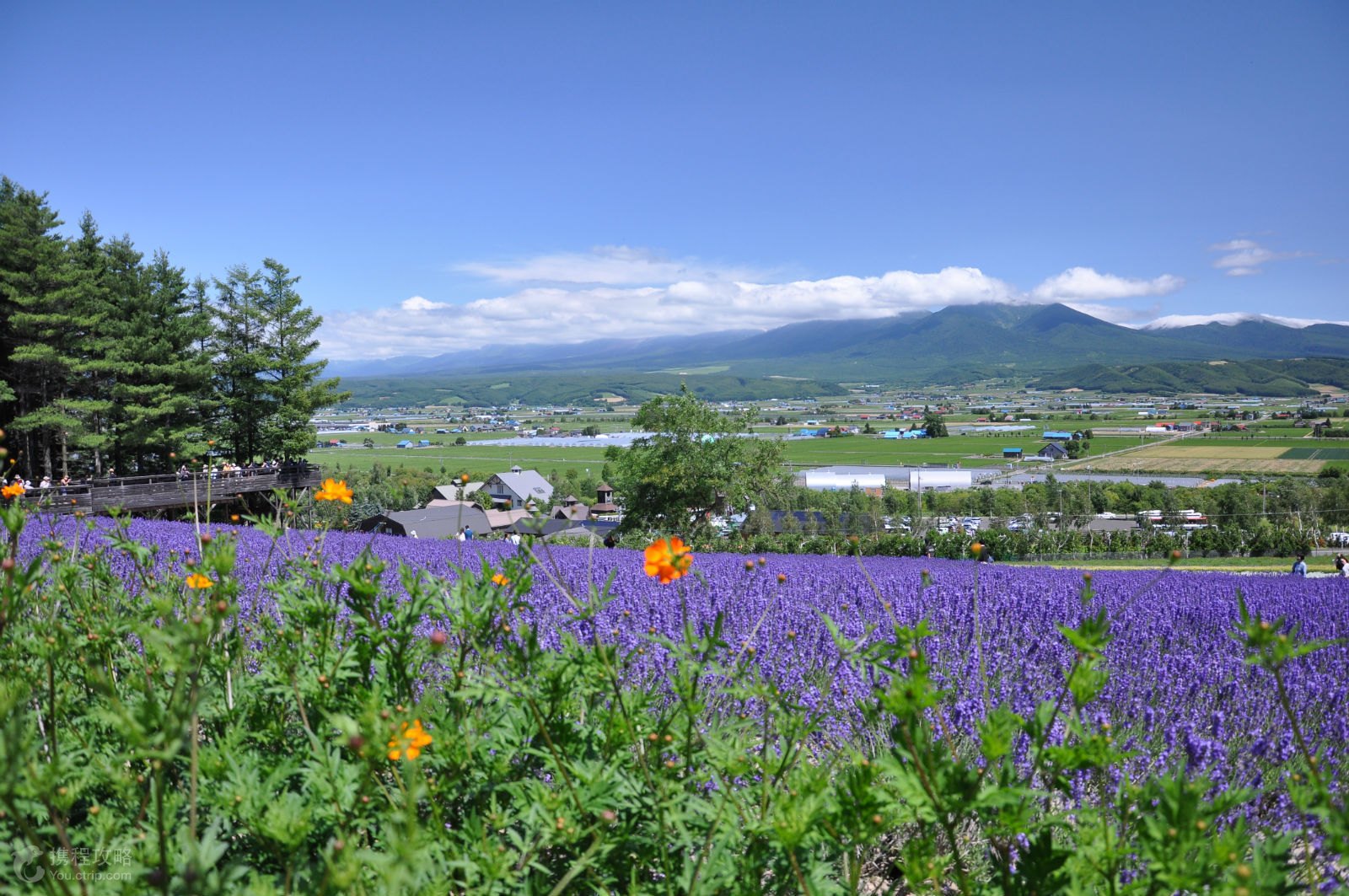 日本北海道富良野觀光一日遊薰衣草花田美瑛花海青池散步深山嶺瞭望臺