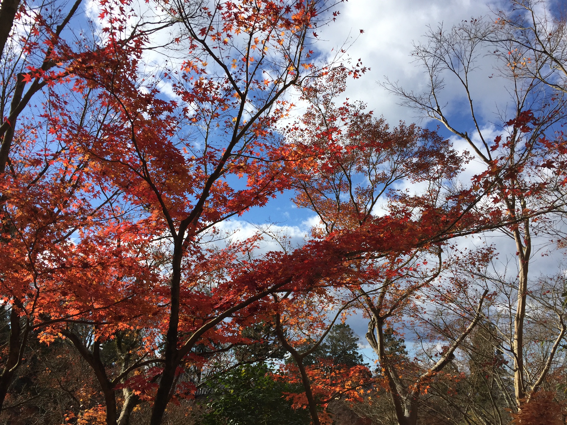 京都自助遊攻略