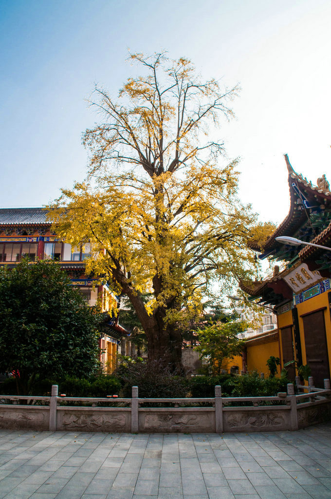 福泉古寺清凉庵岳阳路"爱"为主题的街头落叶艺术展本篇游记共含3225个