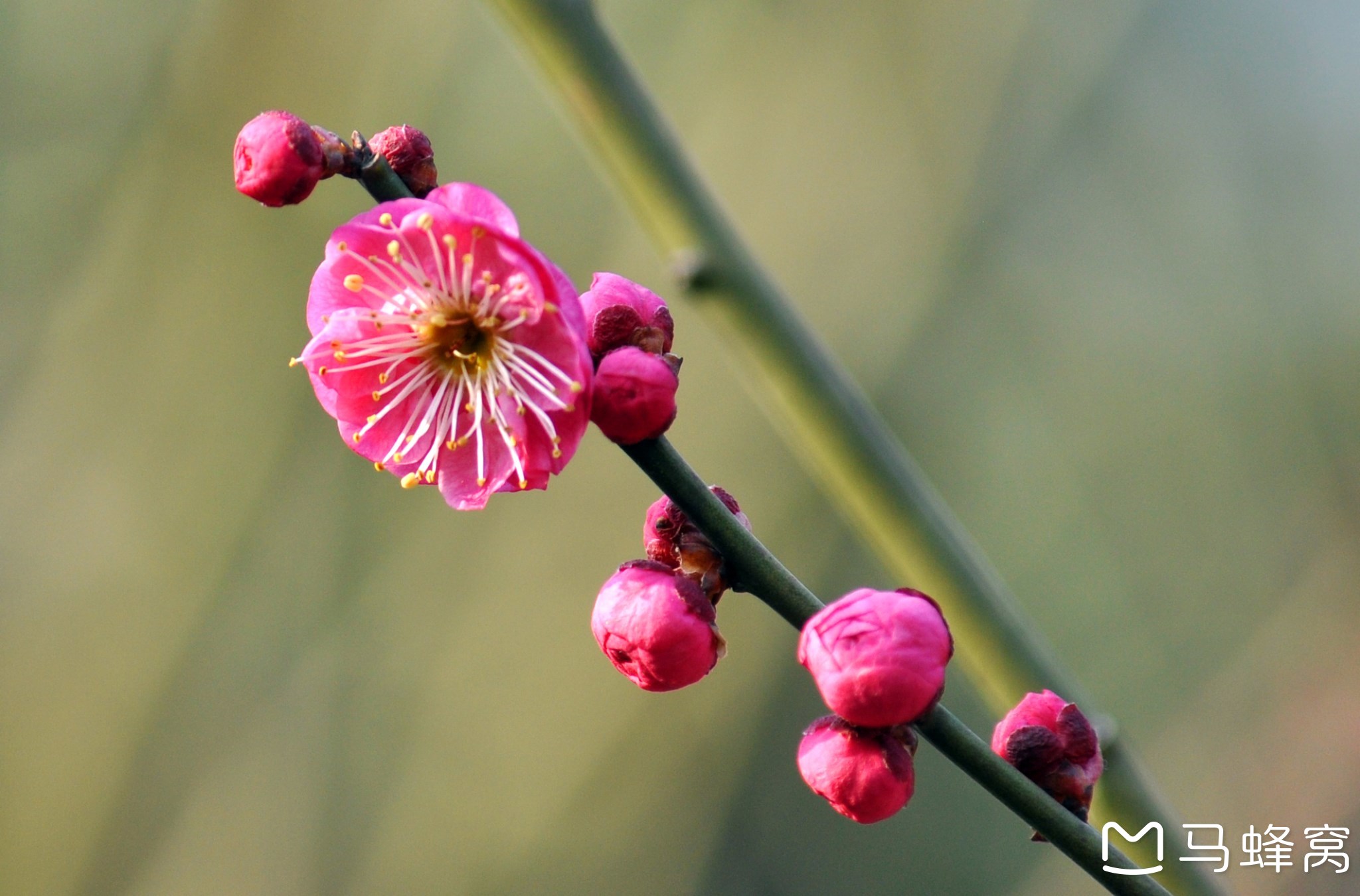 梅花香自苦寒来