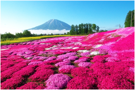 2018春季芝櫻行程中文導遊富士芝櫻御殿場奧特萊斯一日遊