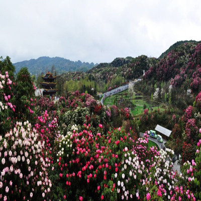 百里杜鵑甲天下美稱的天然花海花園——百里杜鵑景區,是地球綵帶