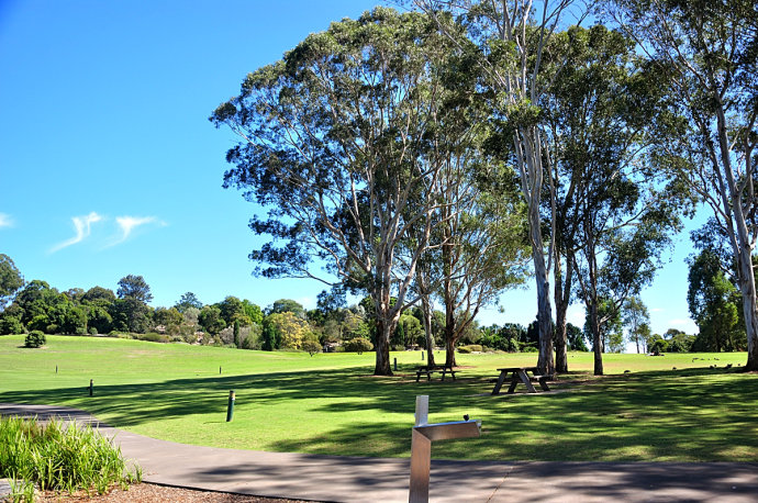 安南山植物园一棵神秘的蓝树