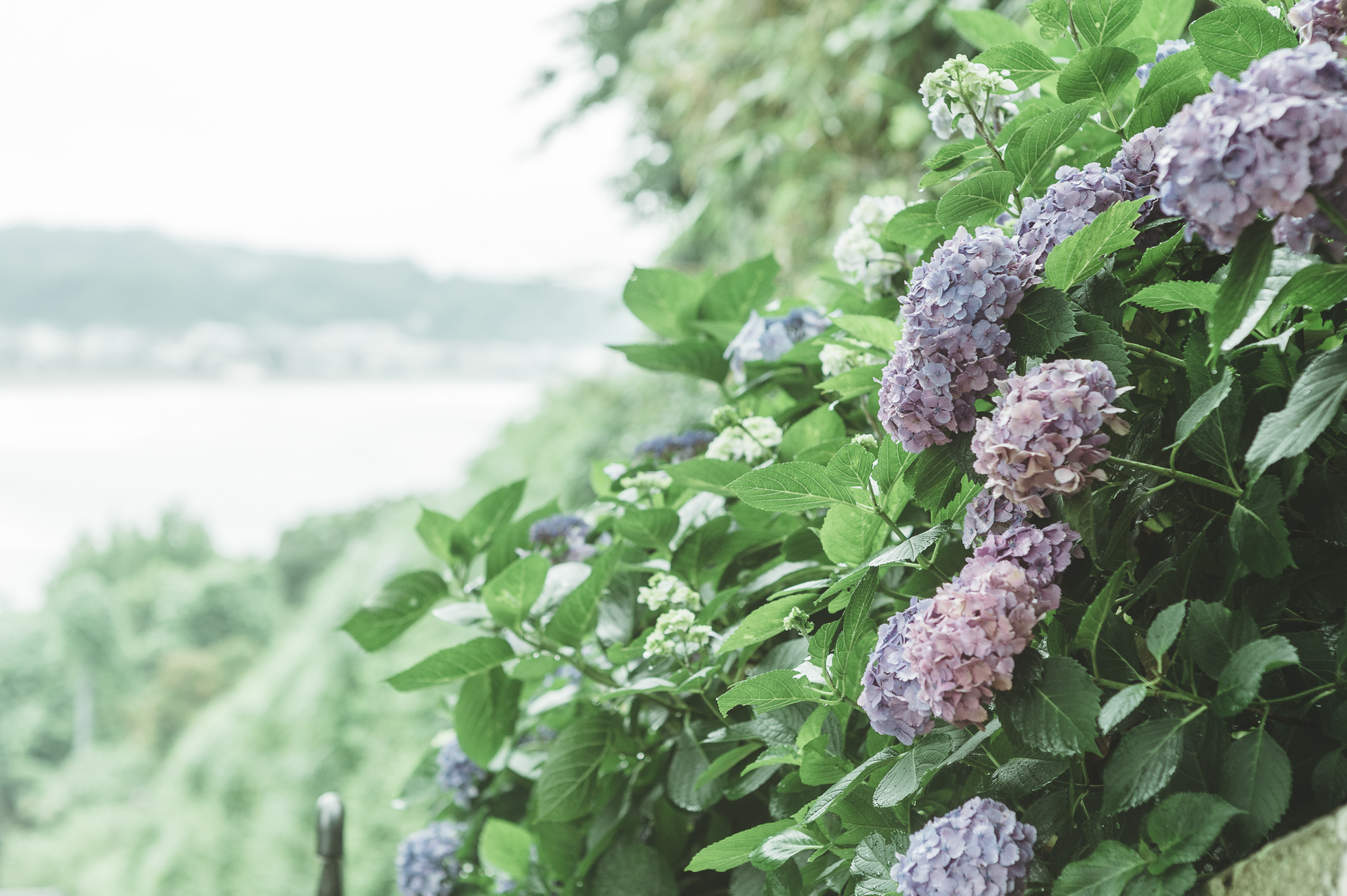 镰仓热门游记 镰仓自助游游记 镰仓旅游热门游记 马蜂窝 镰仓热门游记 镰仓自助游游记 镰仓旅游热门游记 马蜂窝