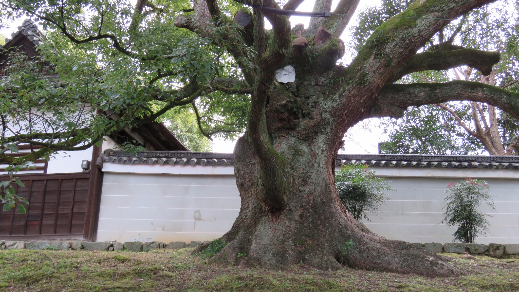 京都自助遊攻略