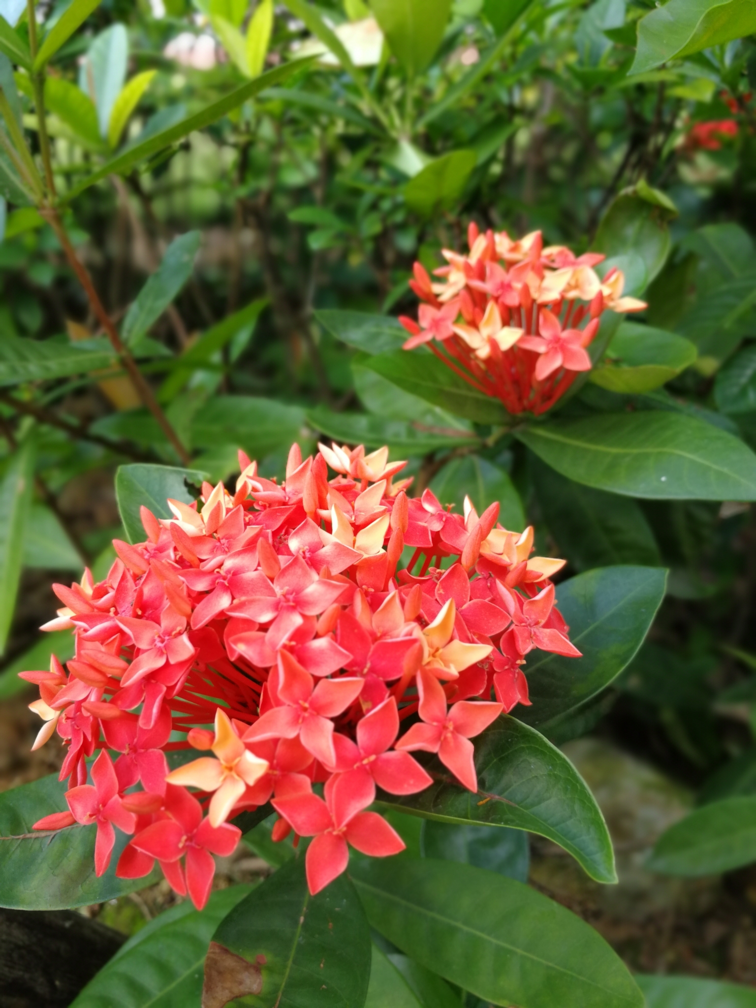 庭院里的花美如画,琼海旅游攻略 - 马蜂窝