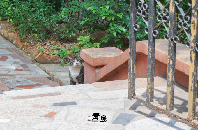 八大关