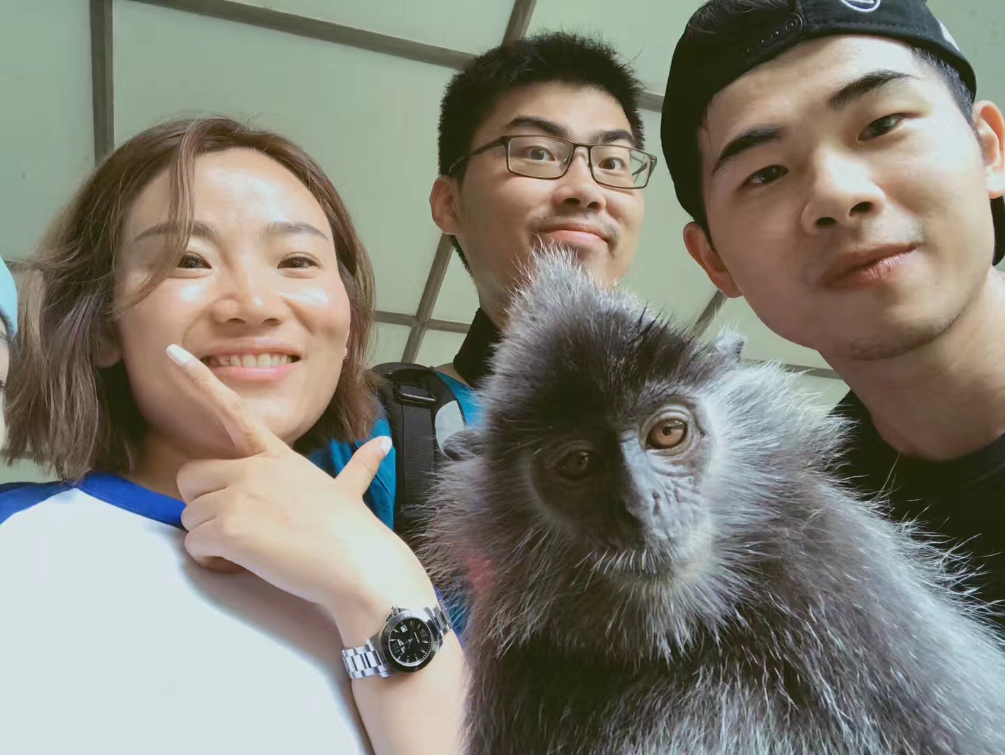 猴庇护中心马来熊是属于森林的山打根山打根山打根山打根【大马传统