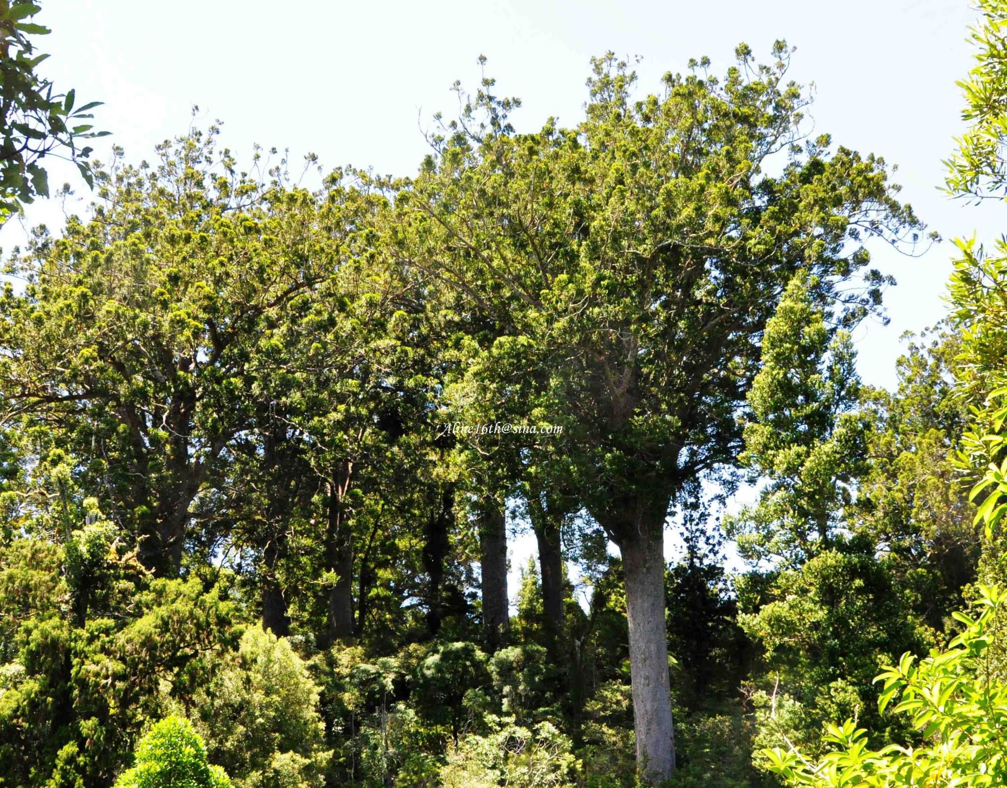 Waiomu Kauri Grove Walk