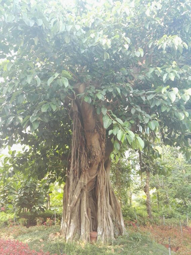 三亚自由行之旅,去看看南南的大海,三亚自助游攻略 - 马蜂窝