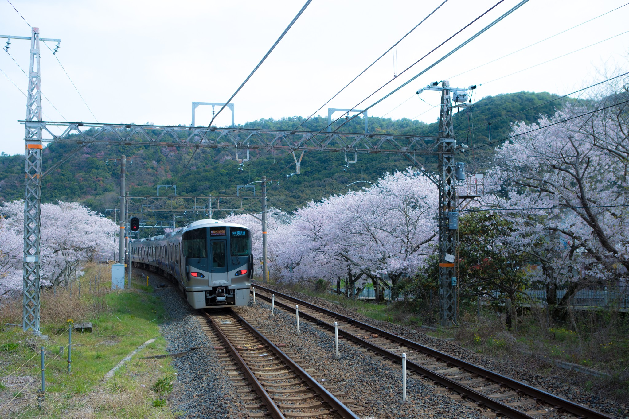 和歌山市自助遊攻略