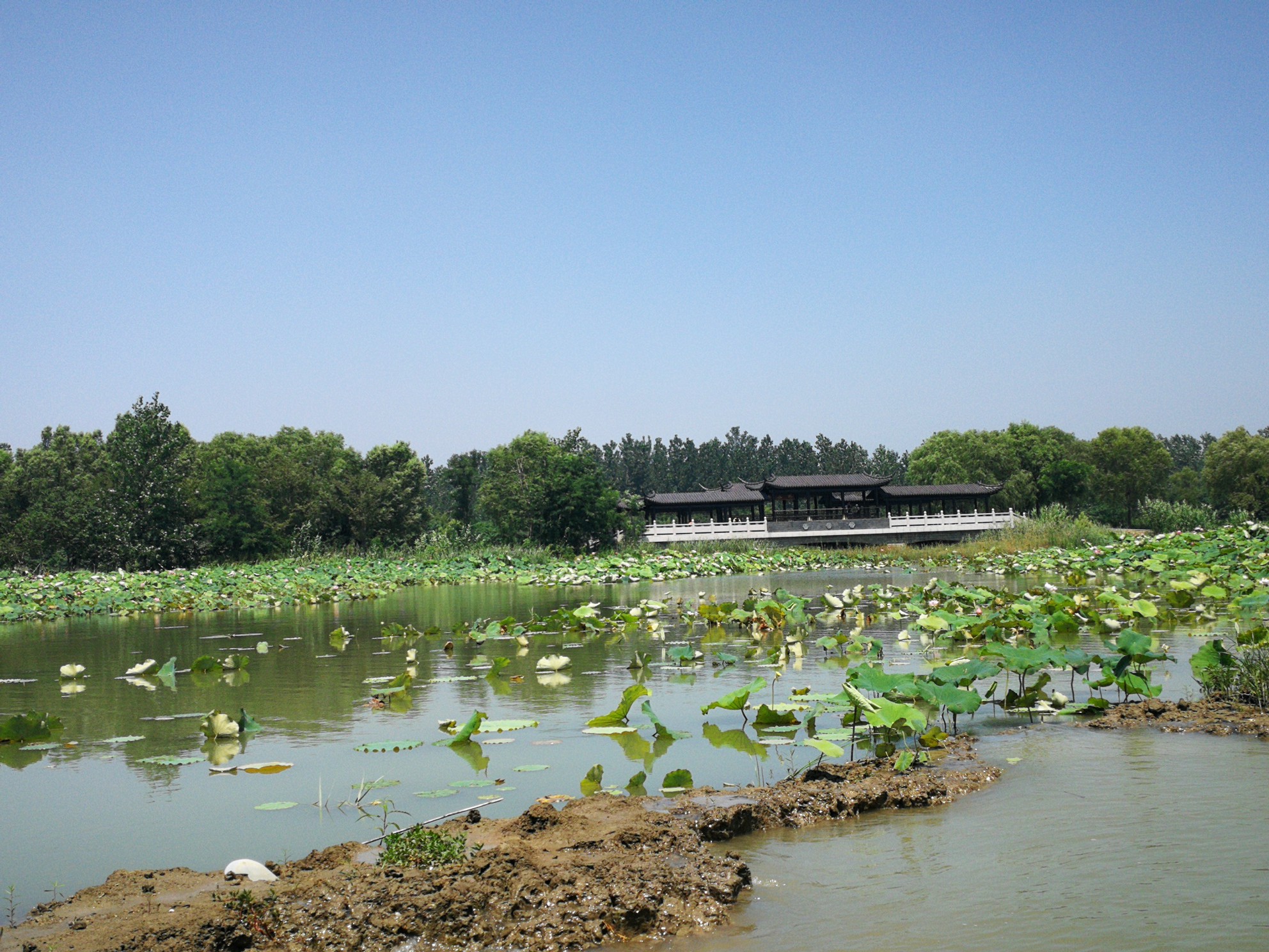 江蘇洪澤湖溼地公園一遊,泗洪縣自助遊攻略 - 馬蜂窩