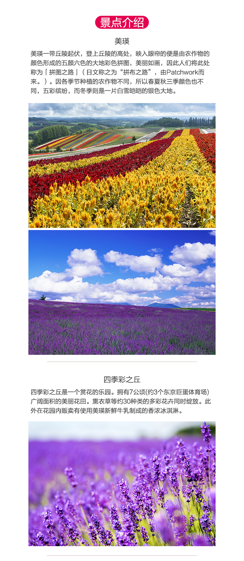 圣地巡礼 北海道富良野美瑛一日游青池四季彩丘薰衣草花海超人气景点 马蜂窝自由行 马蜂窝自由行