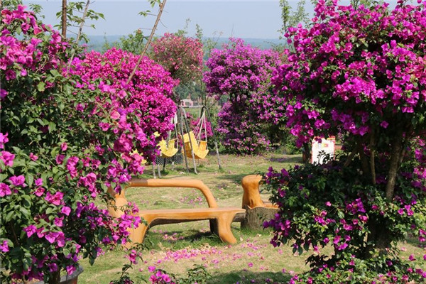 成都双流杨梅小镇门票杨梅采摘品尝体验可随时预订 马蜂窝自由行 马蜂窝自由行