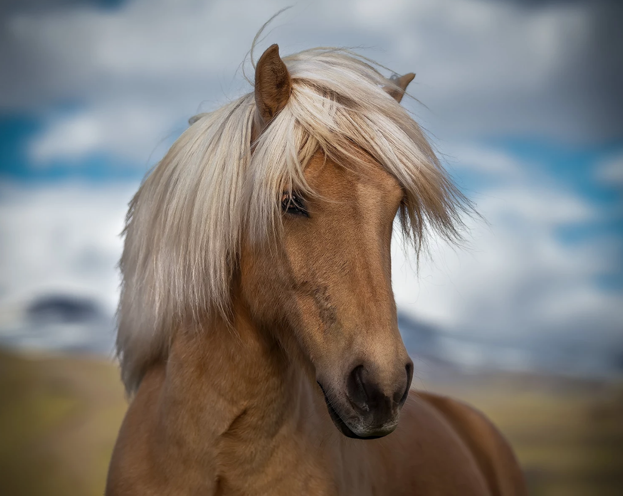 冰岛网红小矮马马中柯基