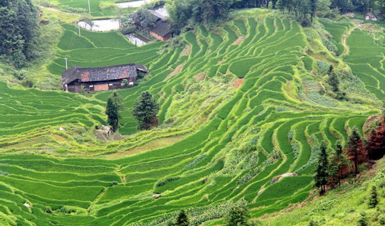 湖南娄底紫鹊界梯田电子票(梯田王国/摄影必去/支持随时退【随买随用