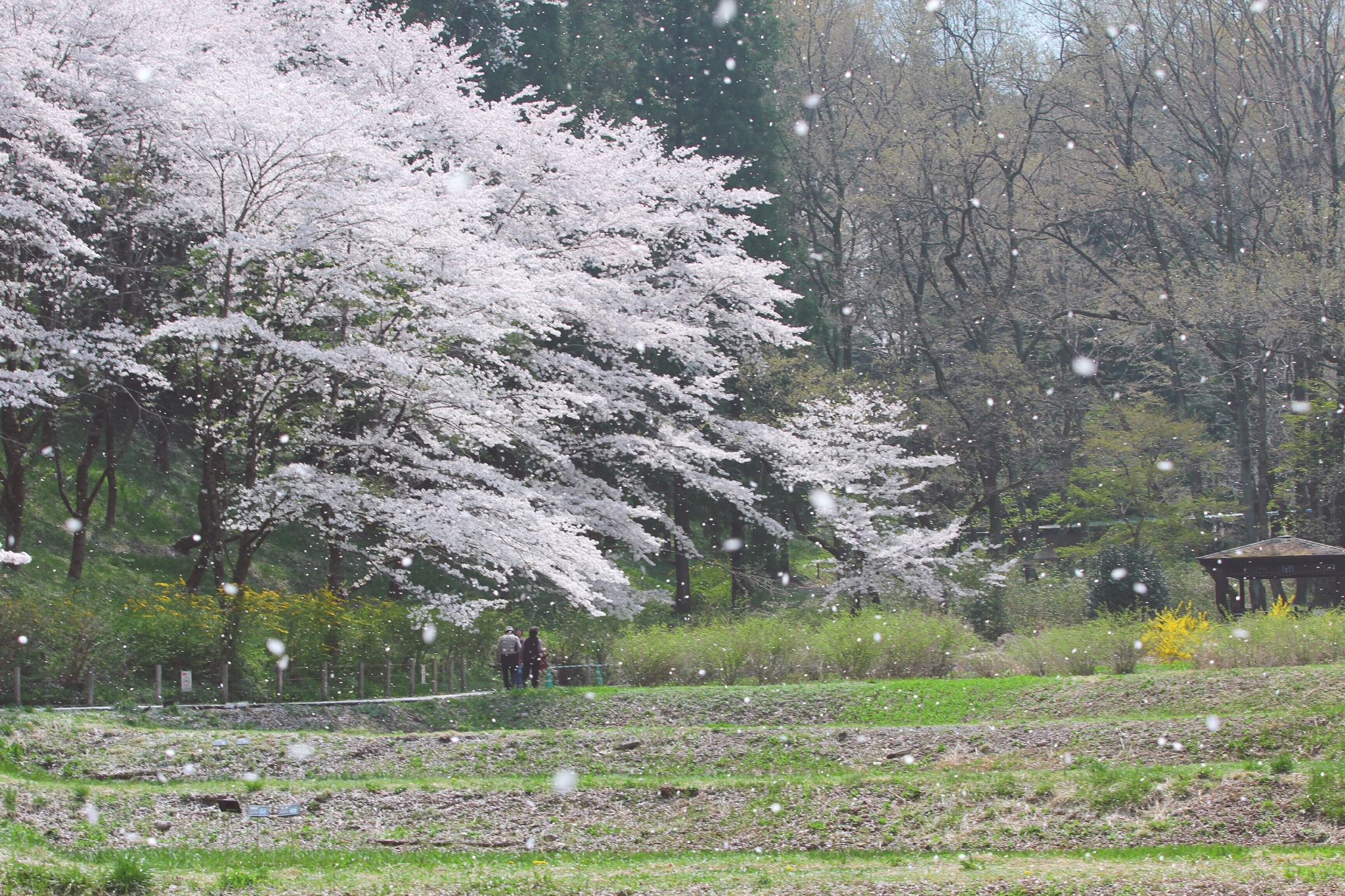 秩父市秩父神社攻略 秩父神社门票 地址 秩父神社游览攻略 马蜂窝