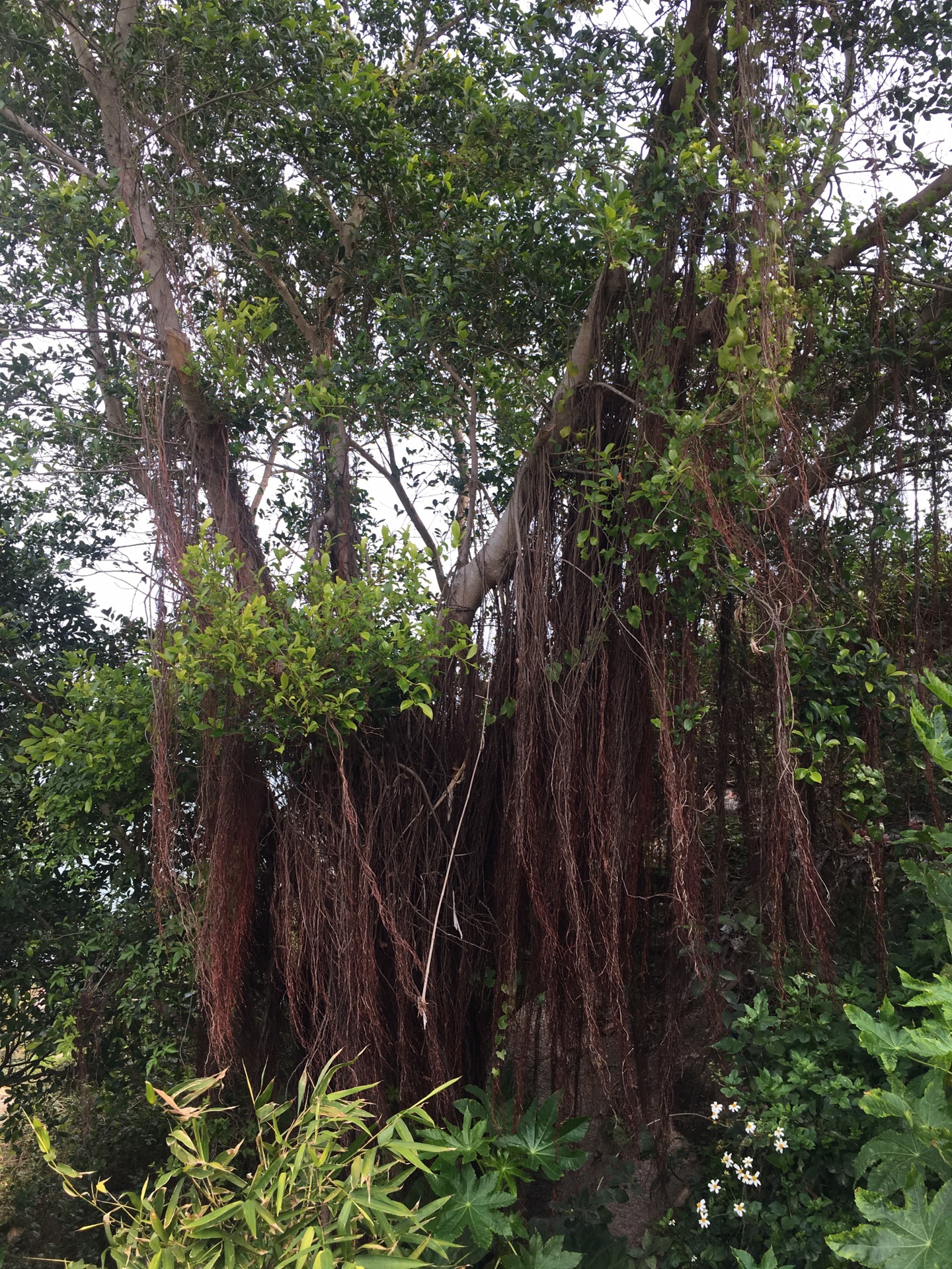 三天两夜 漳州东山岛随心游,厦门自助游攻略 - 马蜂窝