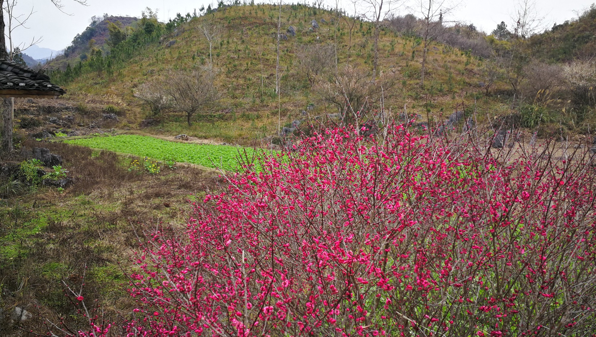 万亩梅原