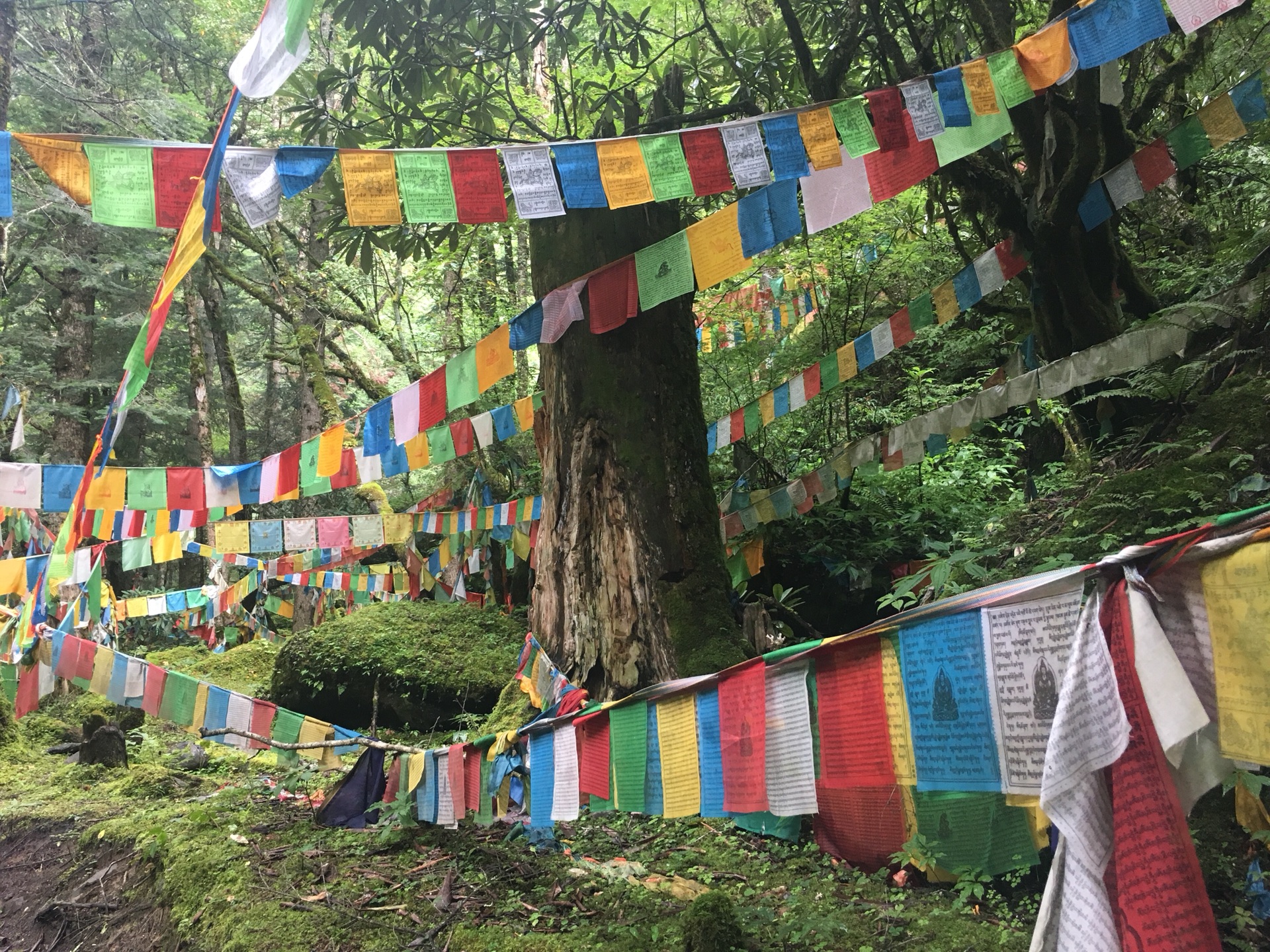 雨崩自助遊攻略