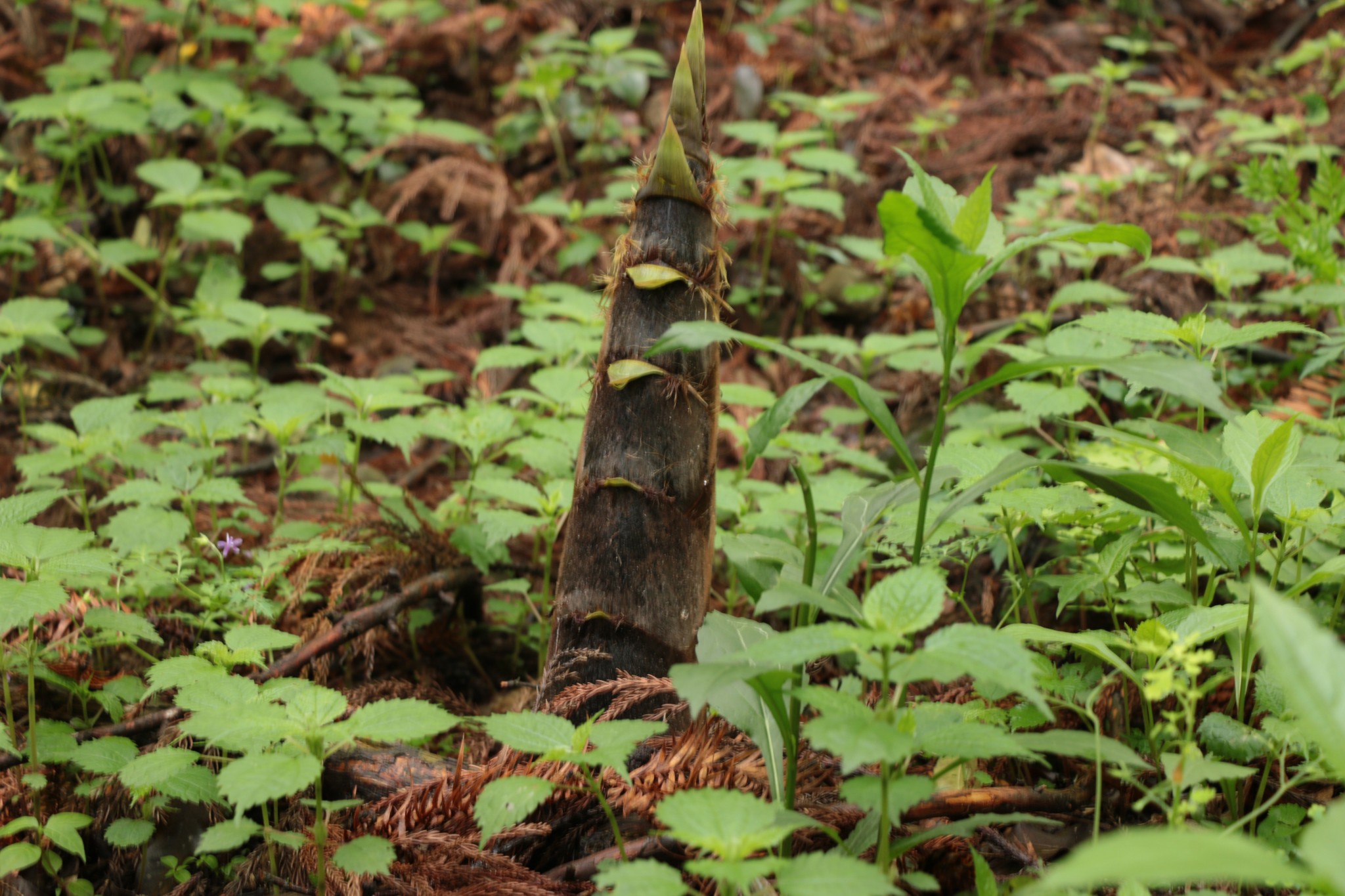 杭州临安天目山归来植被率95以上狂吸氧