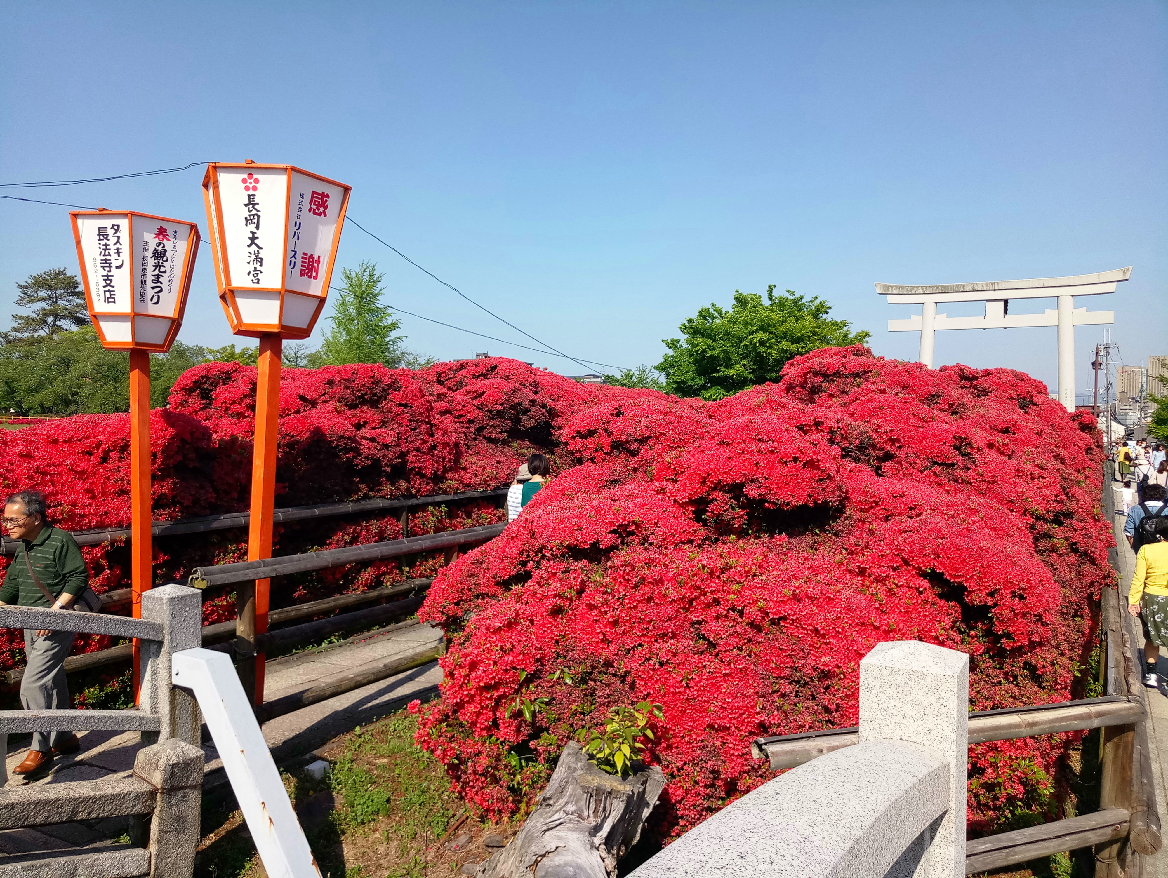 京都4月底5月初还有樱花看吗 马蜂窝