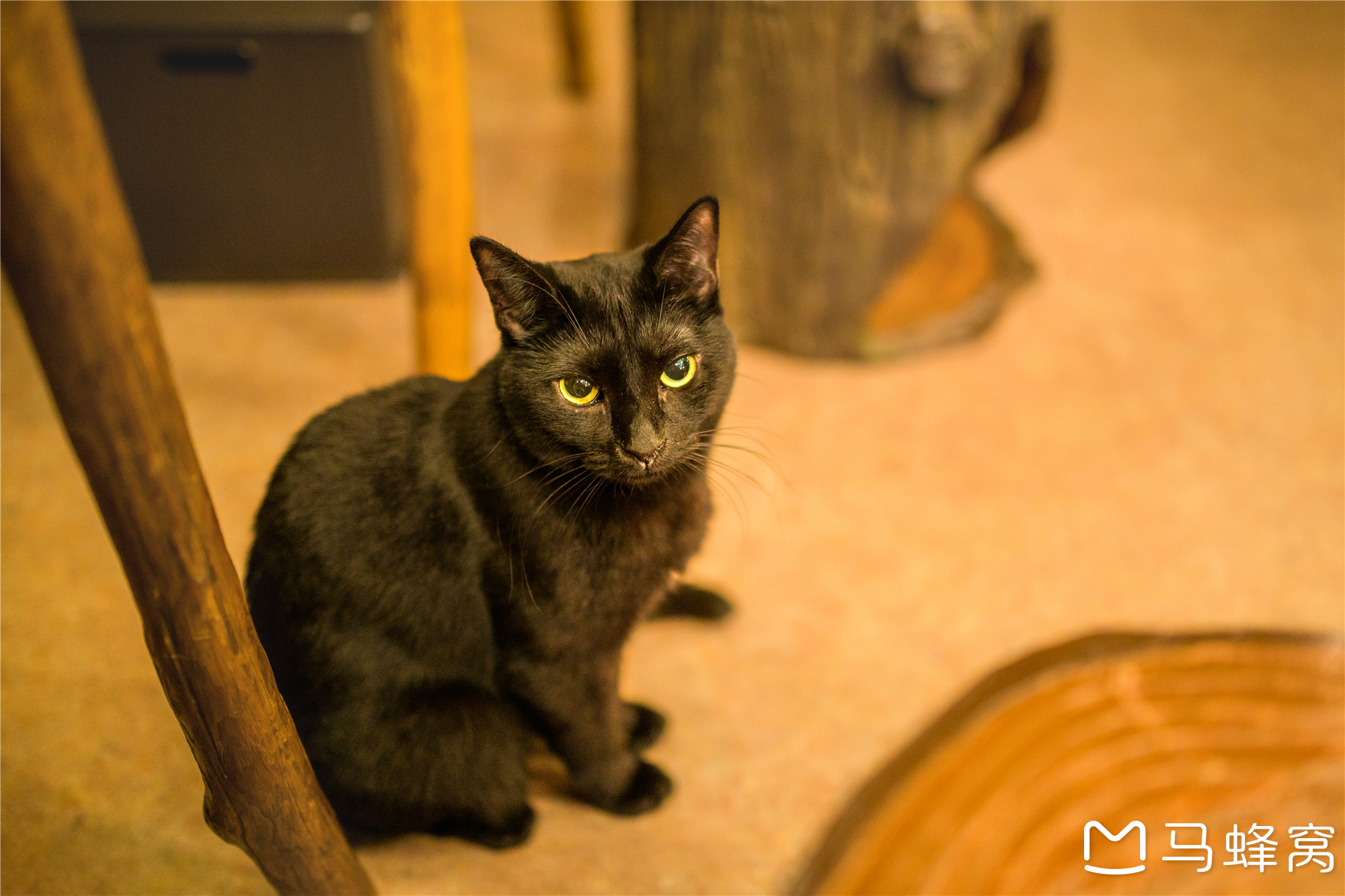 武藏野市美食-Cat Cafe Temari no Ouchi