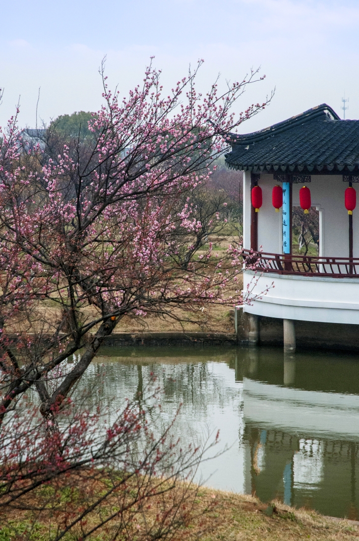 苏州西山林屋梅海