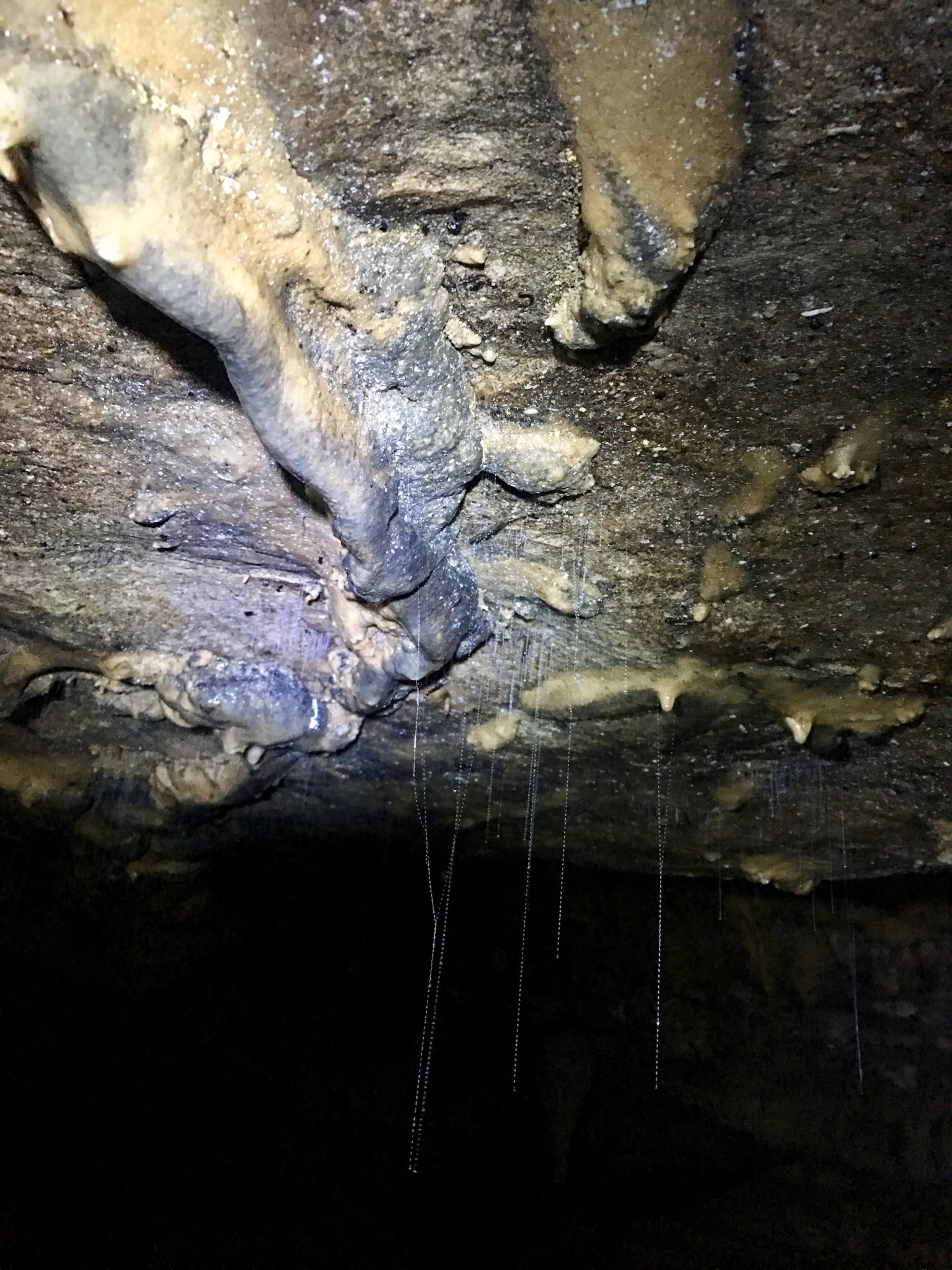 Spellbound Glowworm and Cave Tours