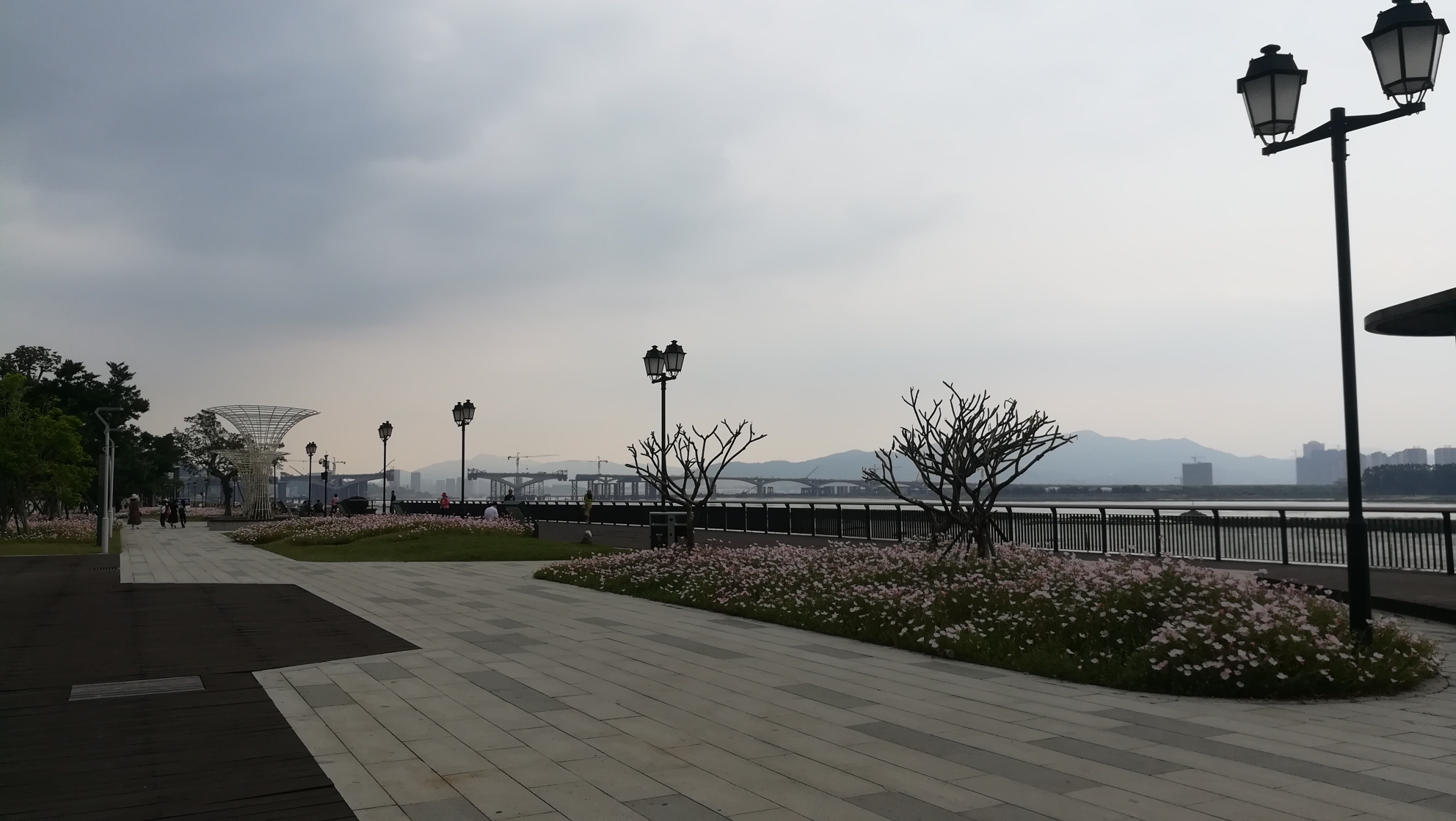 福州篇_马尾区东江滨月见花盛开