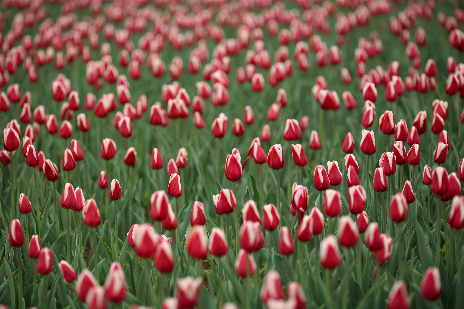 北京国际鲜花港有人去过吗 花量和景色怎么样 值得去吗 马蜂窝
