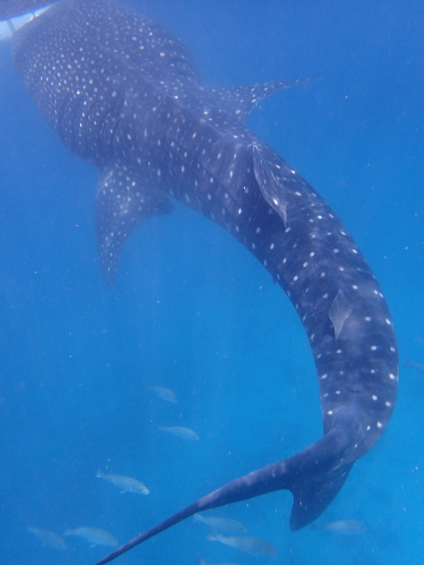 【哆哆语的海岛日记-杜马盖地】看鲸鲨,觅海龟,追海豚