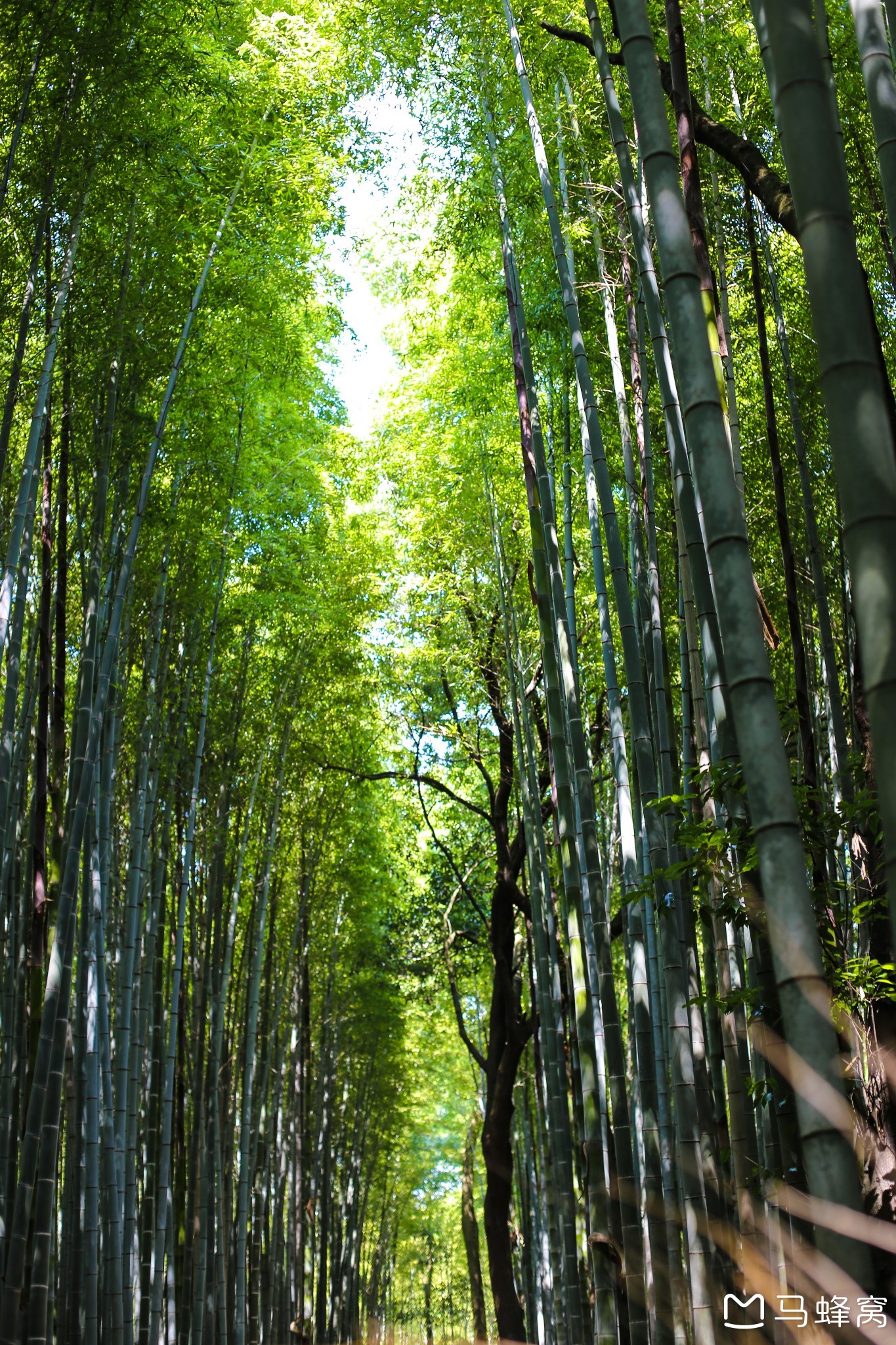 京都自助遊攻略