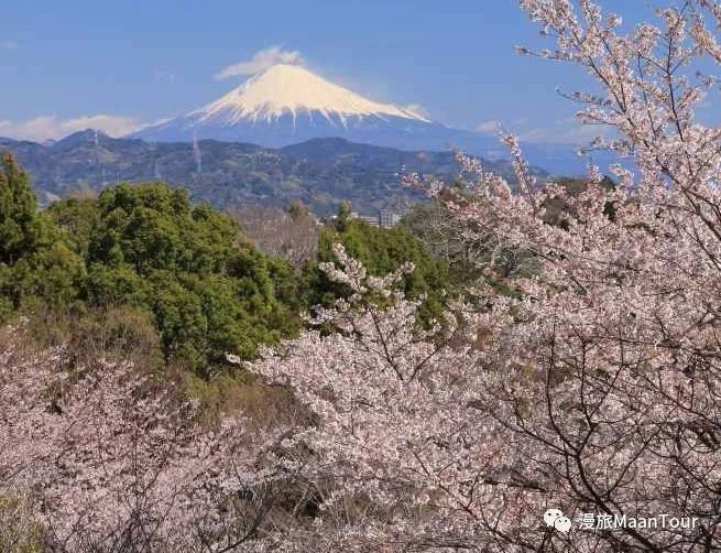 去日本看樱花哪里好 花期何时 马蜂窝