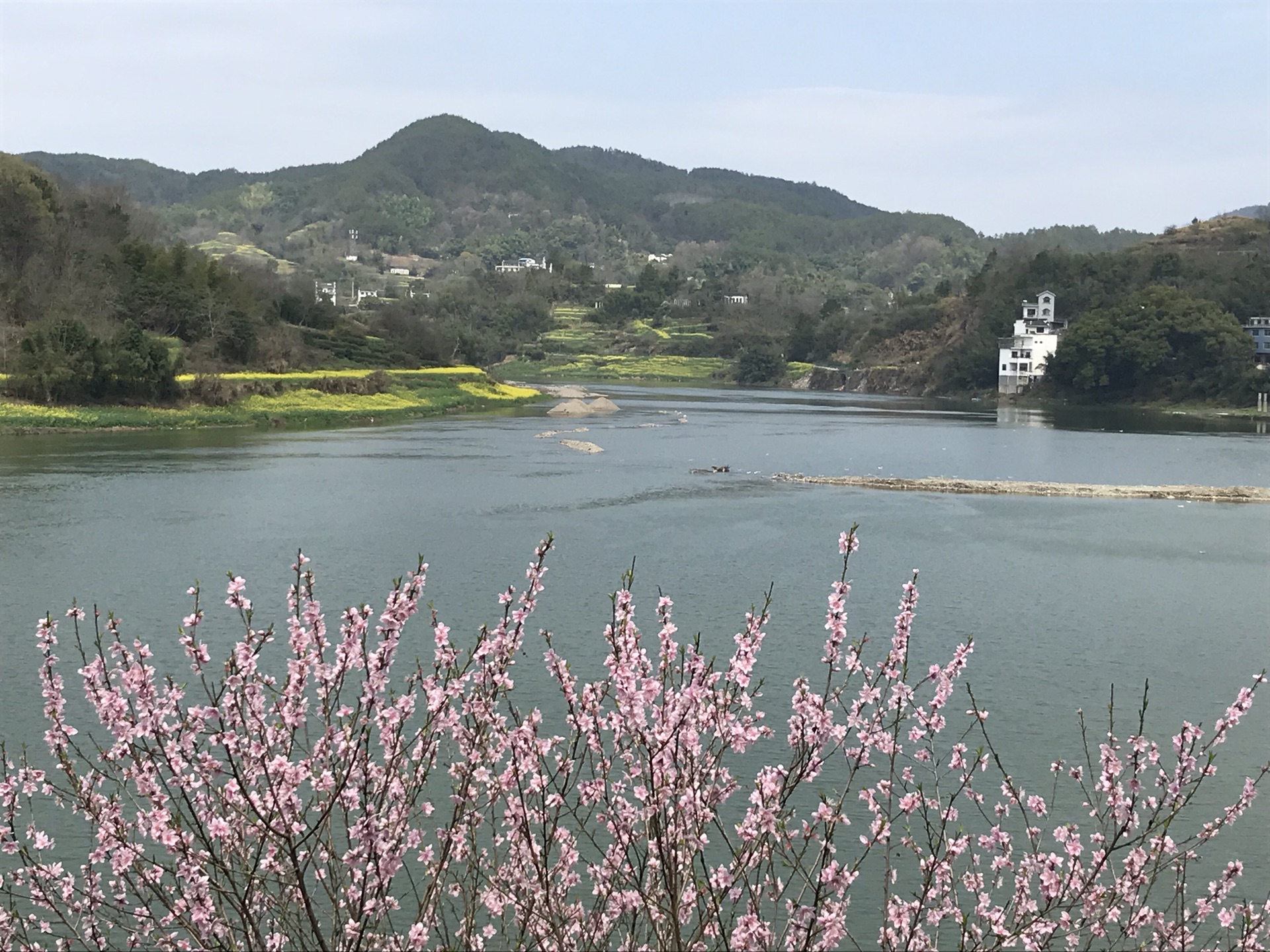 春天花事一一穿越新安江山水畫廊尋找春天的油菜花