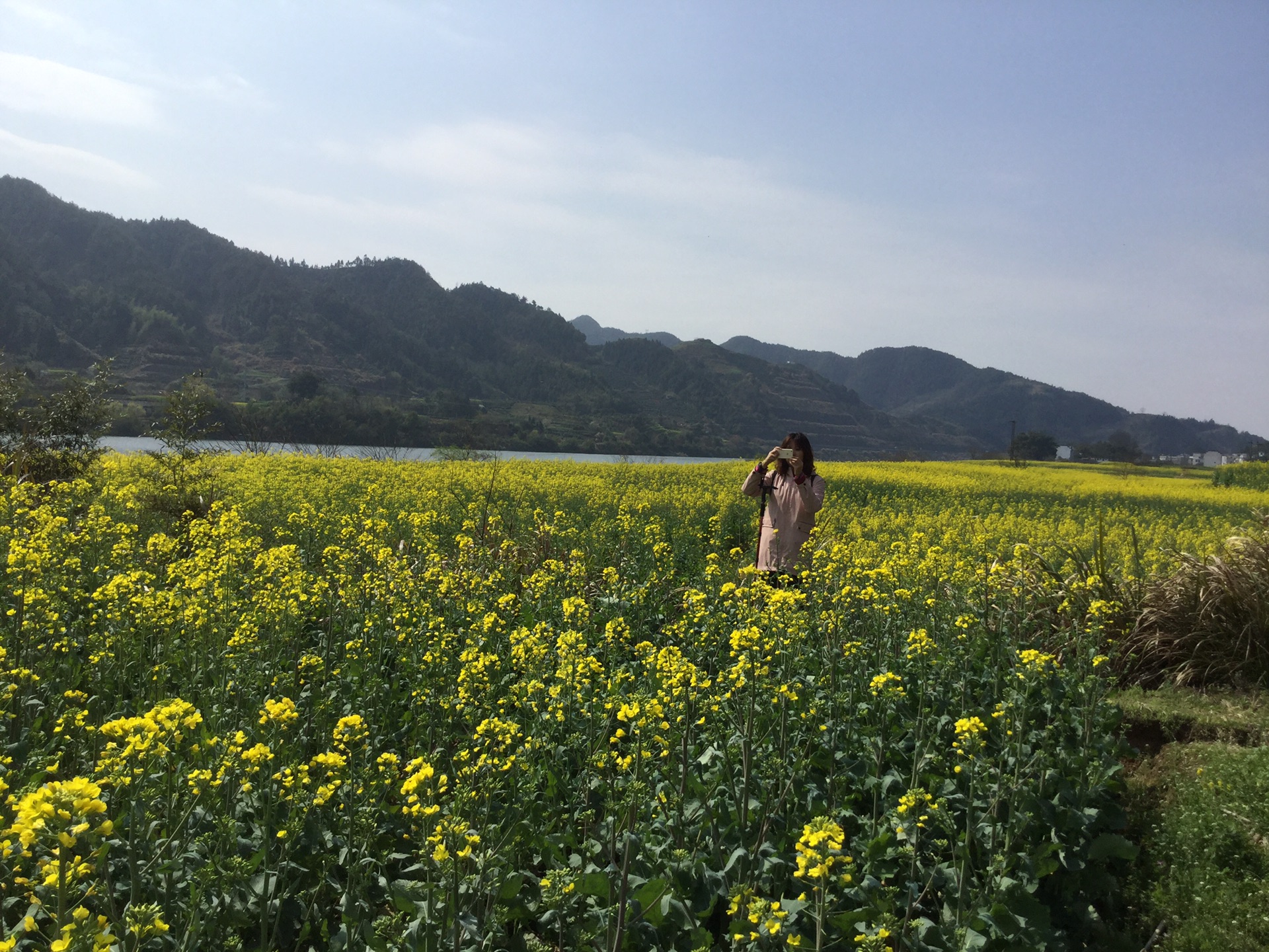 春天花事一一穿越新安江山水畫廊尋找春天的油菜花