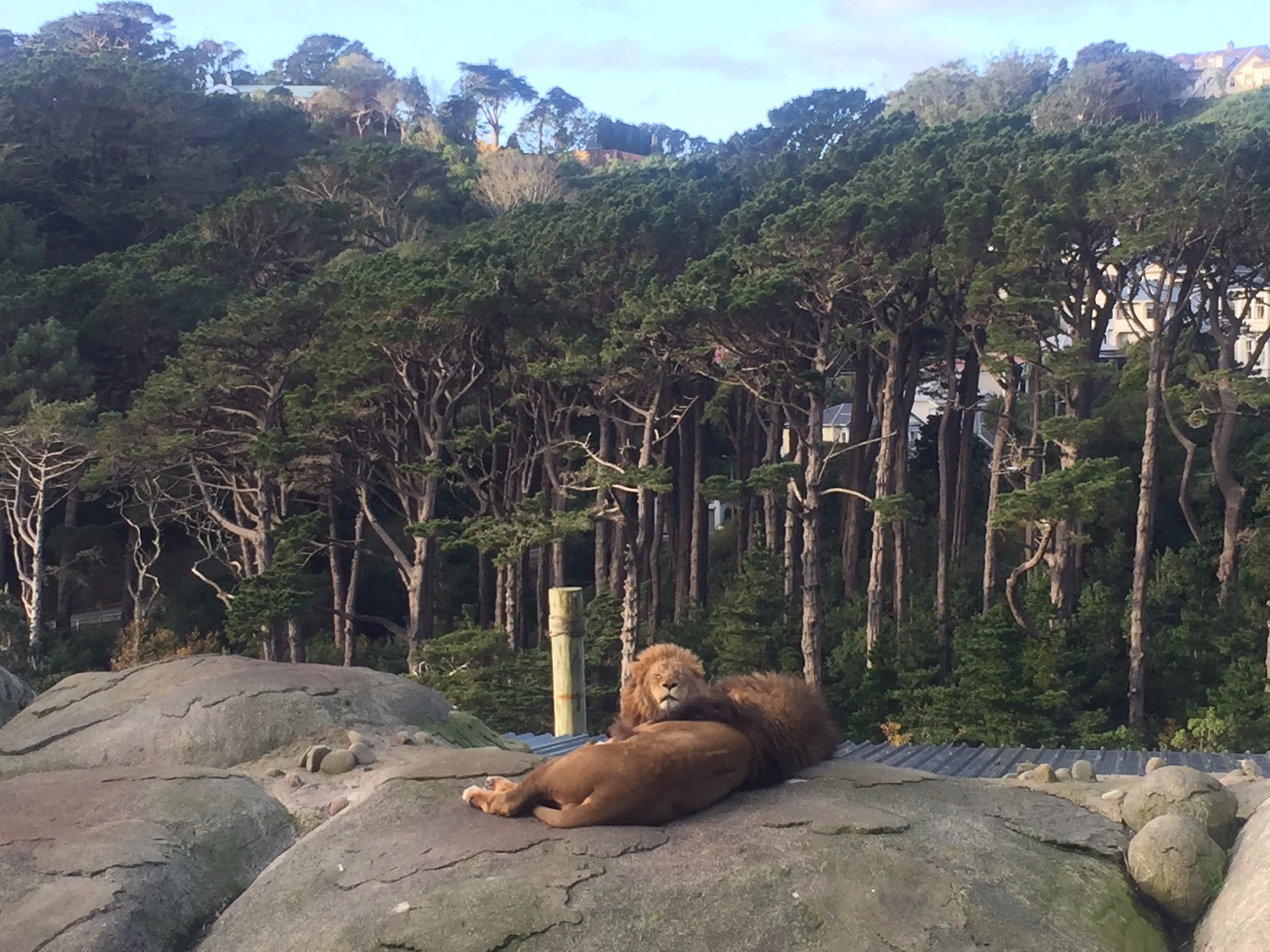 惠靈頓動物園惠靈頓動物園惠靈頓動物園惠靈頓動物園惠靈頓動物園