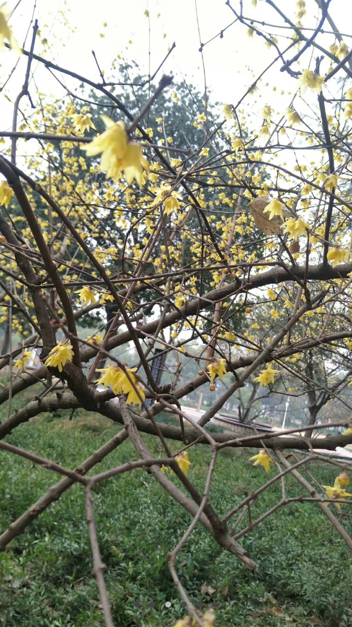 安化美食-花之林