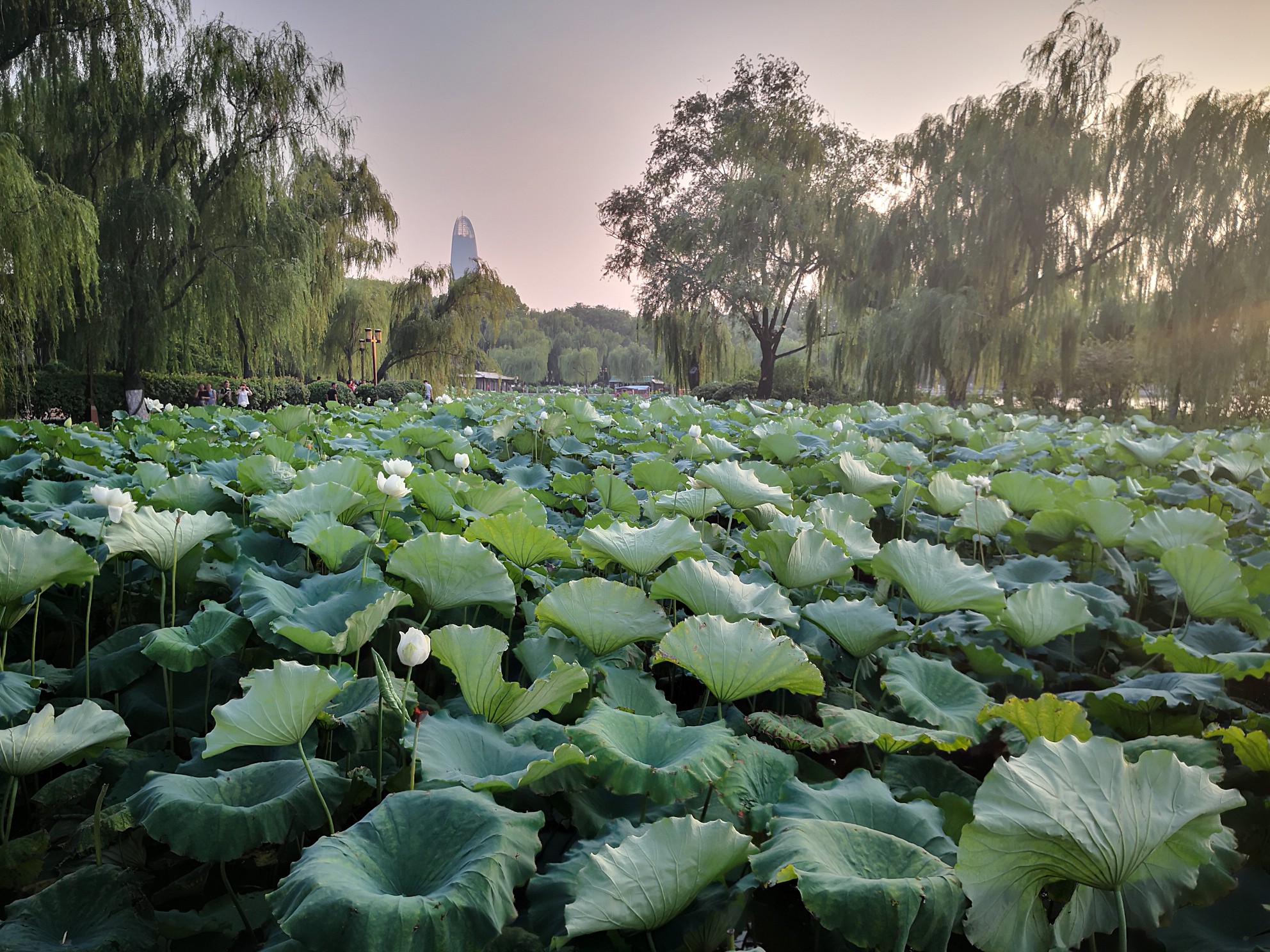 大明湖(5a级)四面荷花三面柳,一城山色半城湖,济南自助游攻略 - 马
