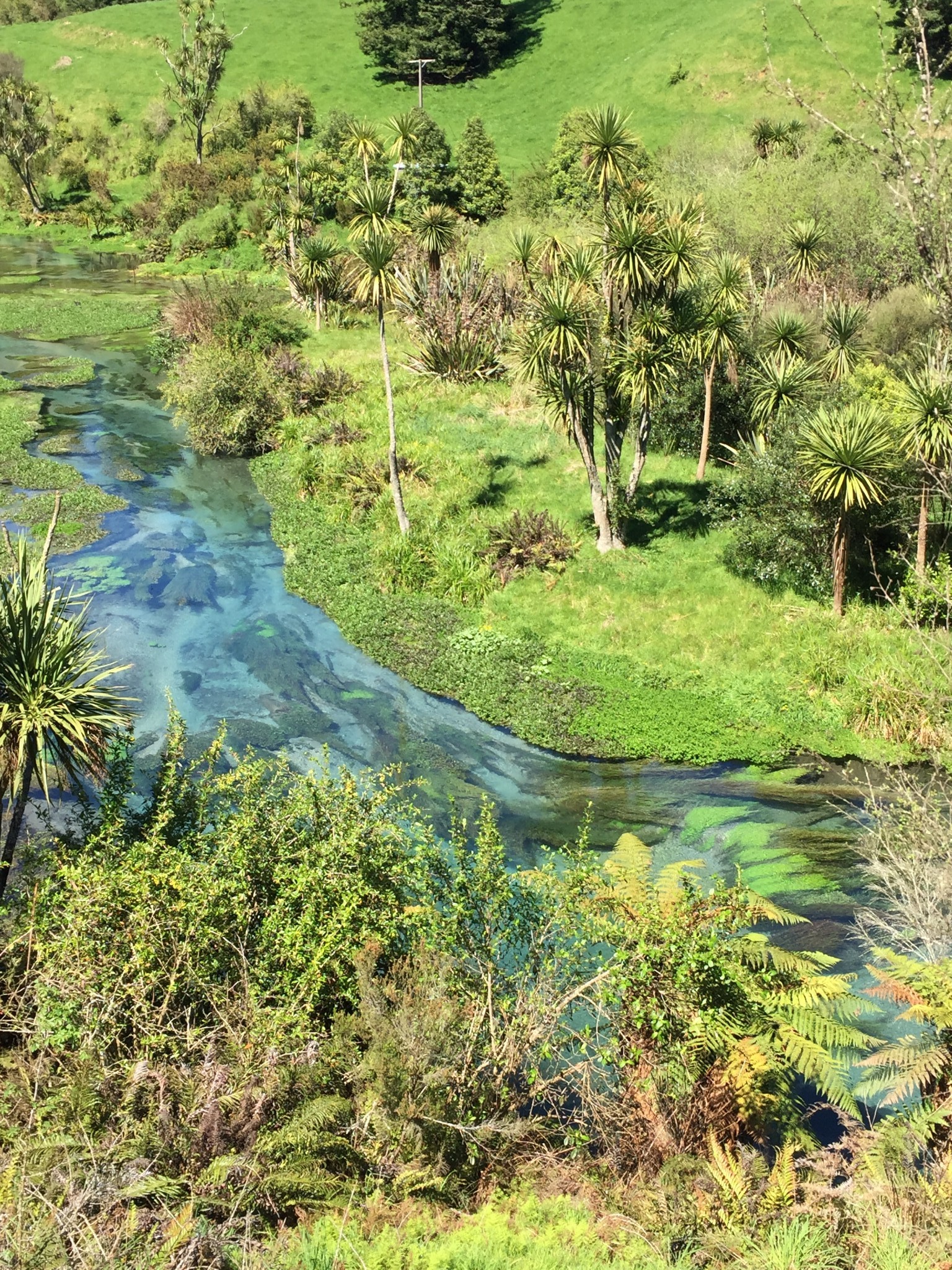 Te Waihou Walkway