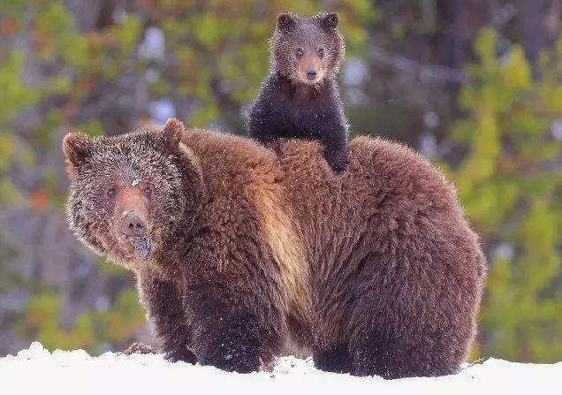 超完整美国黄石国家公园游玩攻略,含23处私藏绝密景点