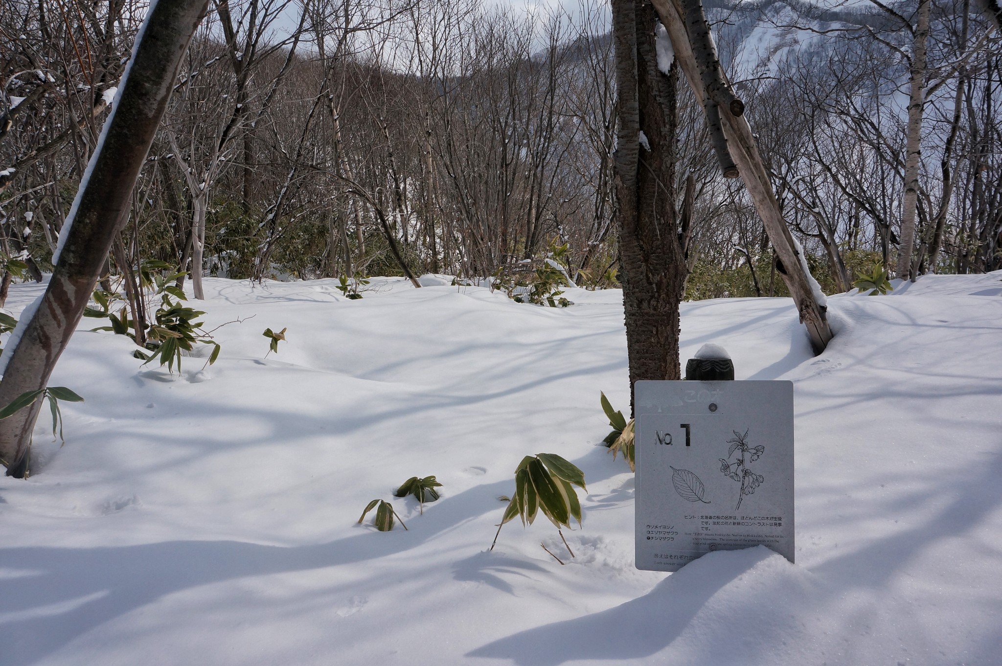 北海道自助遊攻略