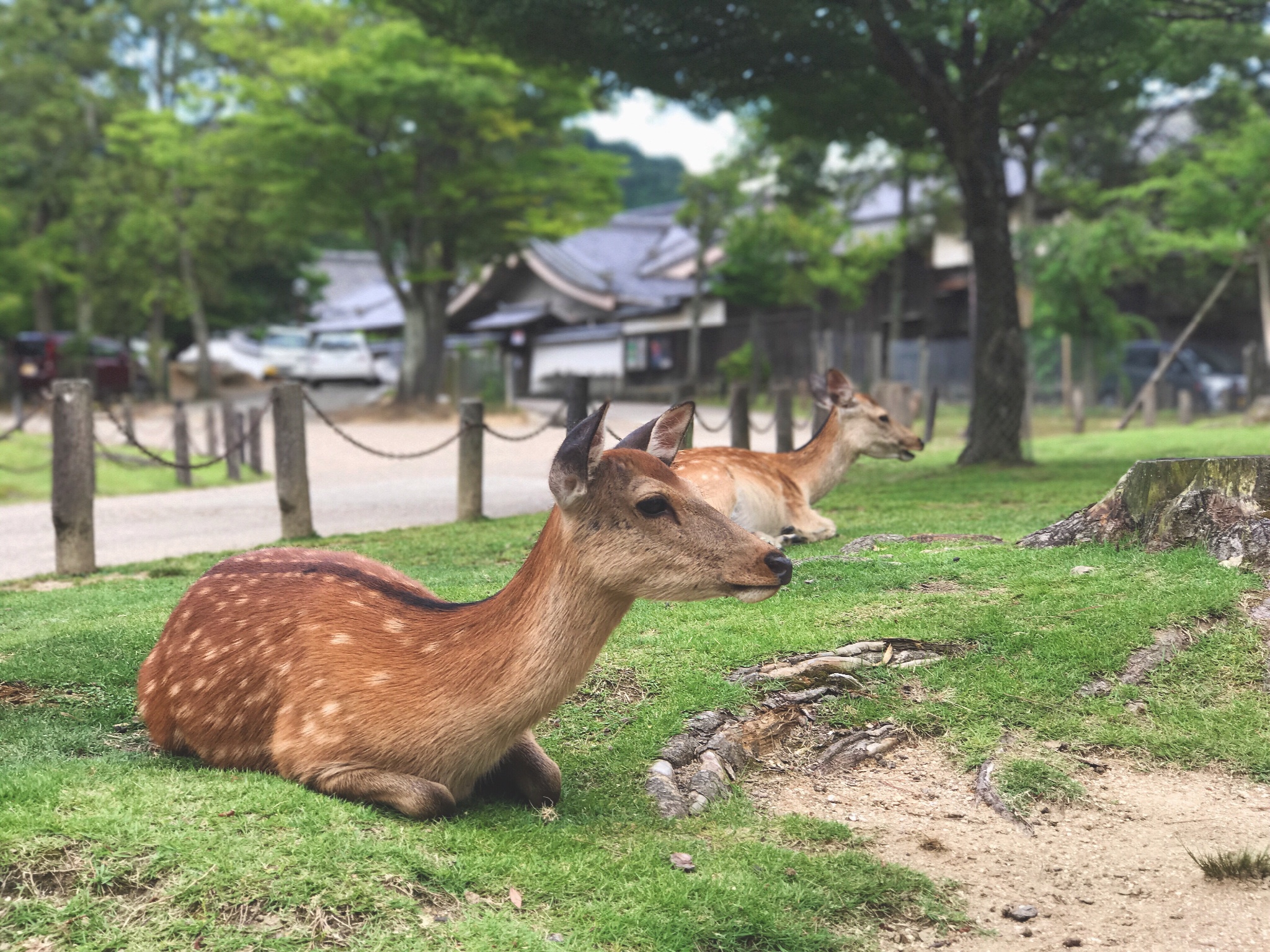 奈良自助遊攻略