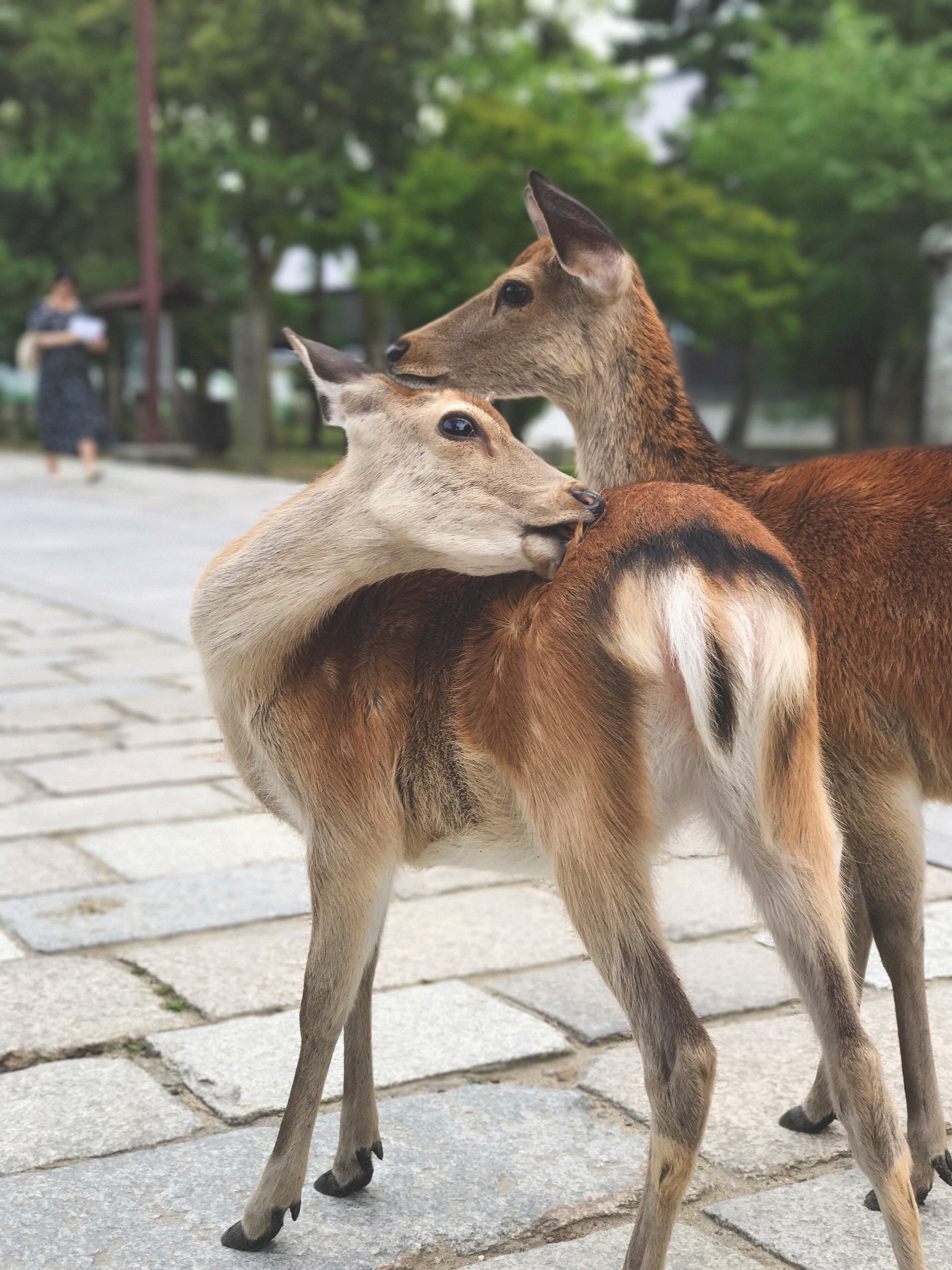 奈良自助遊攻略