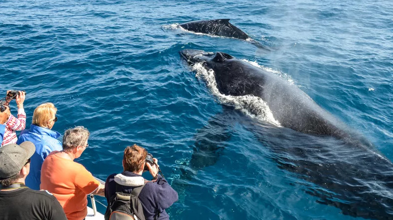 Whales Ahead! The Best Places to Go Whale Watching in the United States