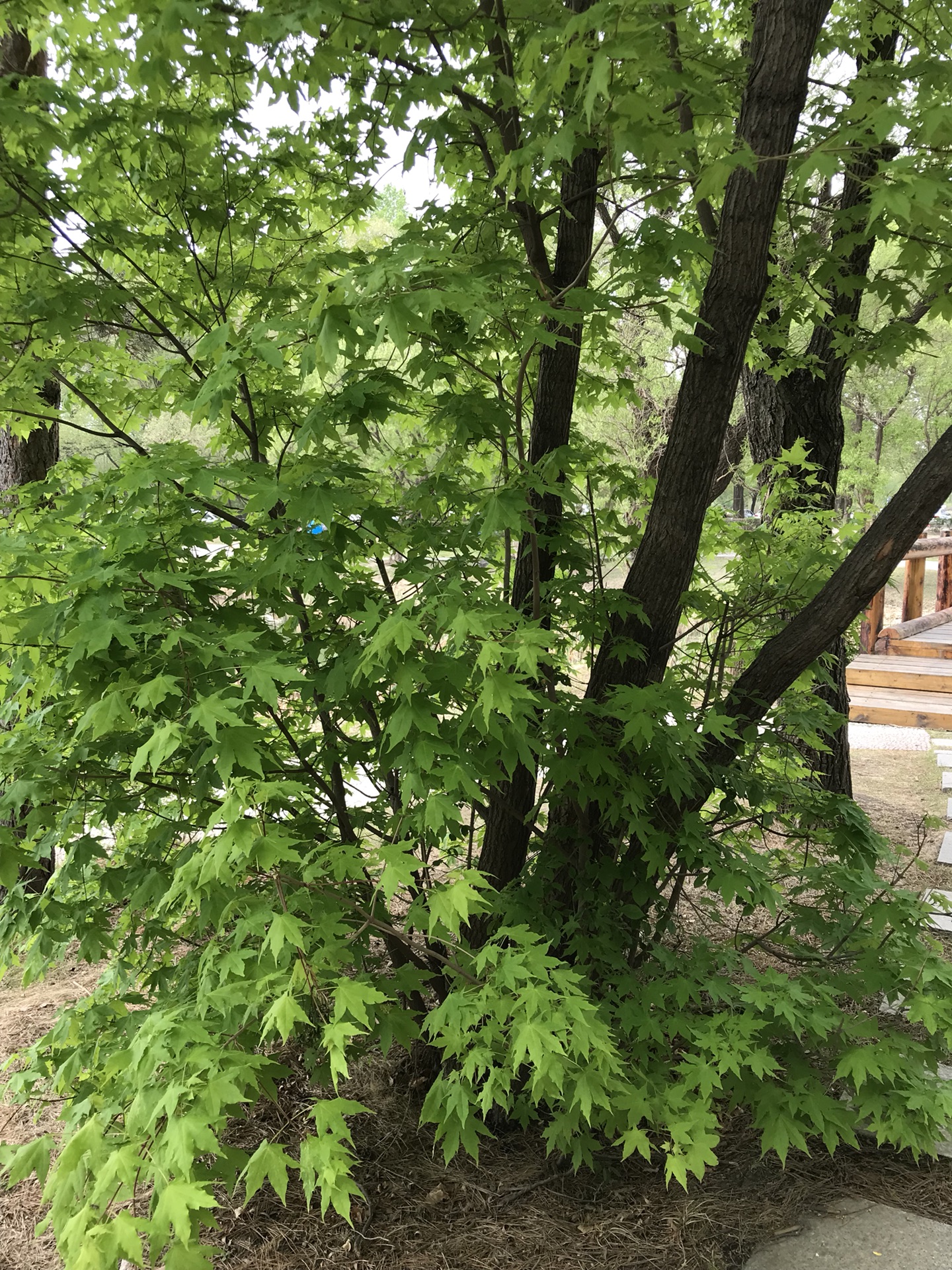 吉林长春净月潭