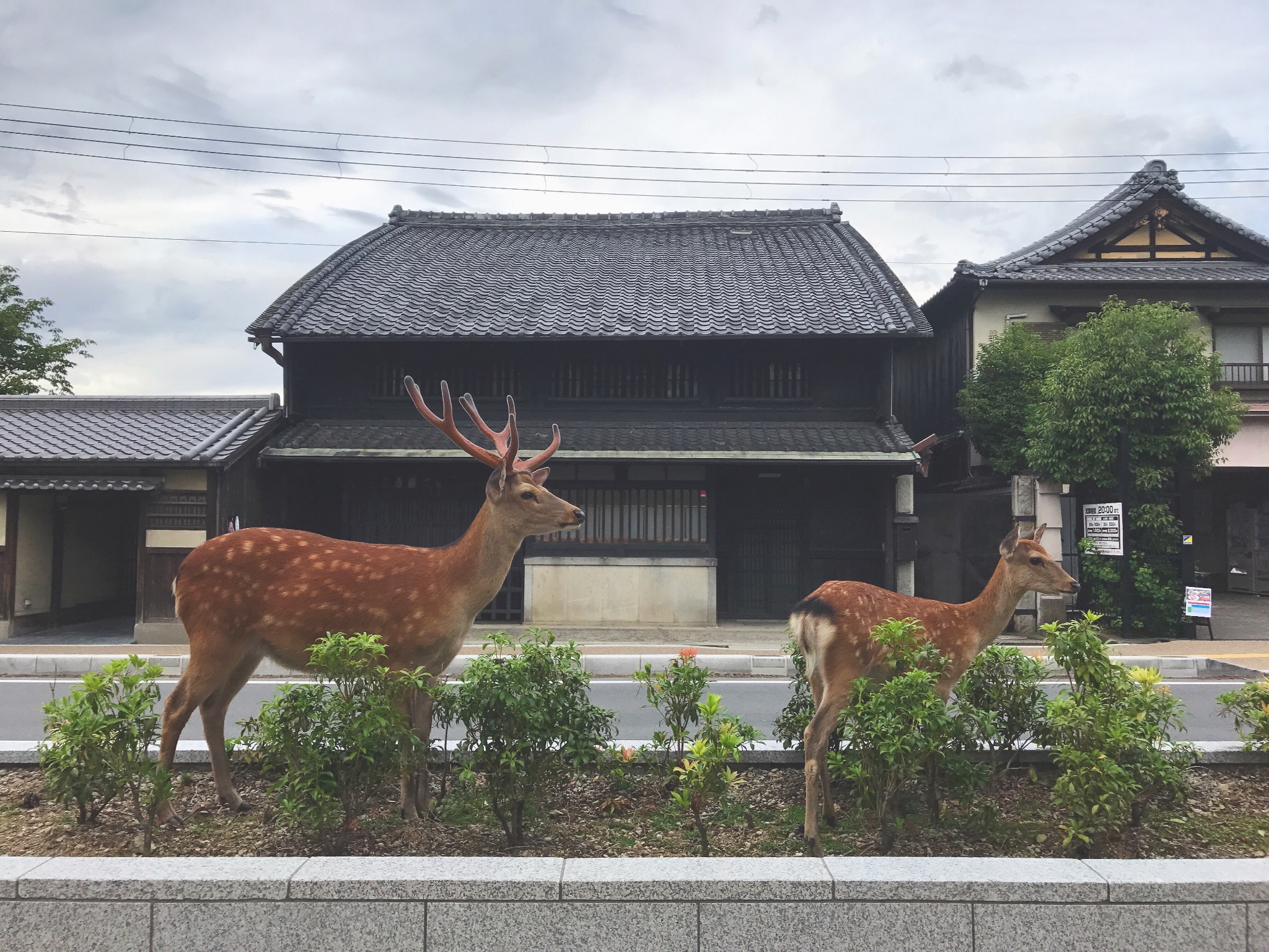 奈良自助遊攻略