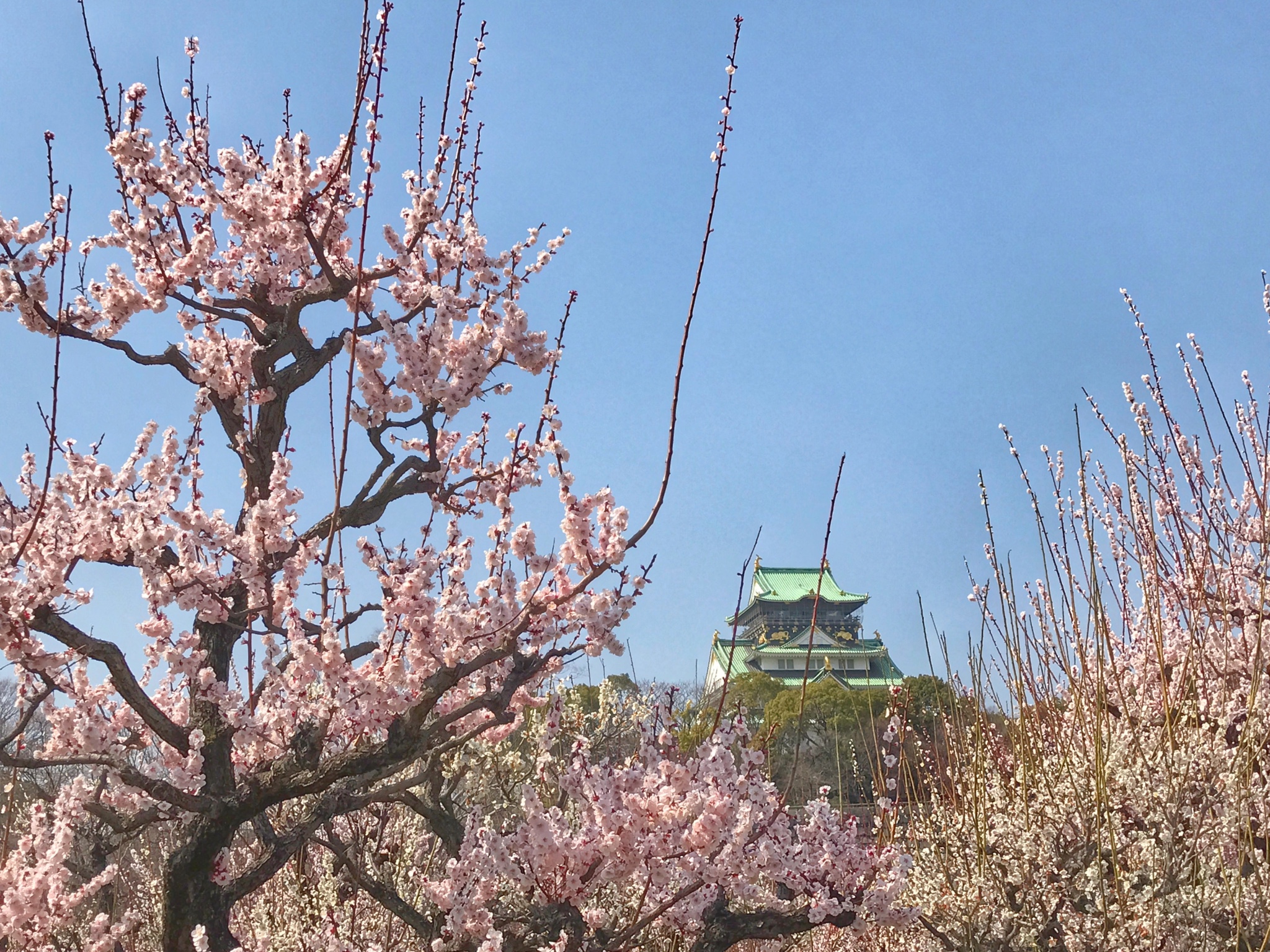 大阪自助遊攻略