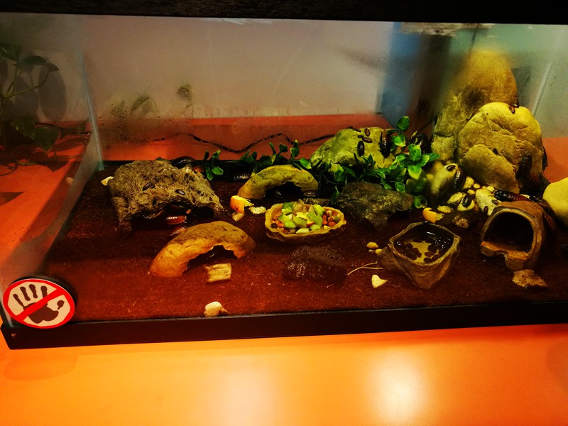 Leopard Gecko Tank with Excavator Clay 