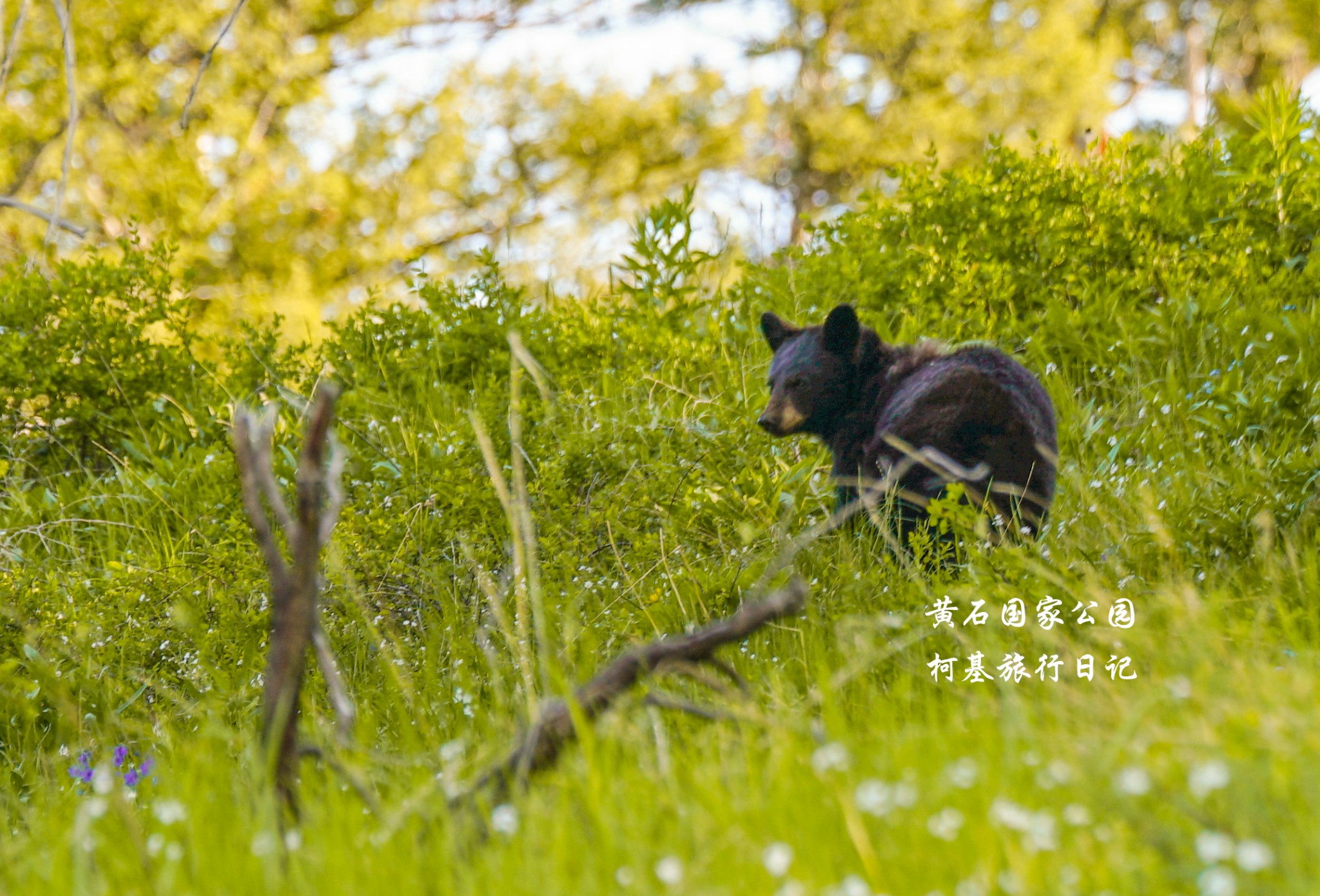 懷俄明州自助遊攻略